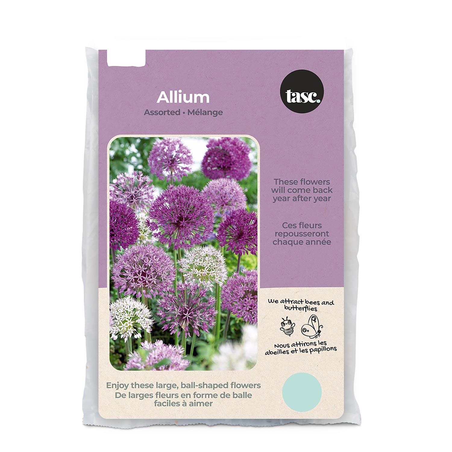 Assorted Allium Fall Bulb