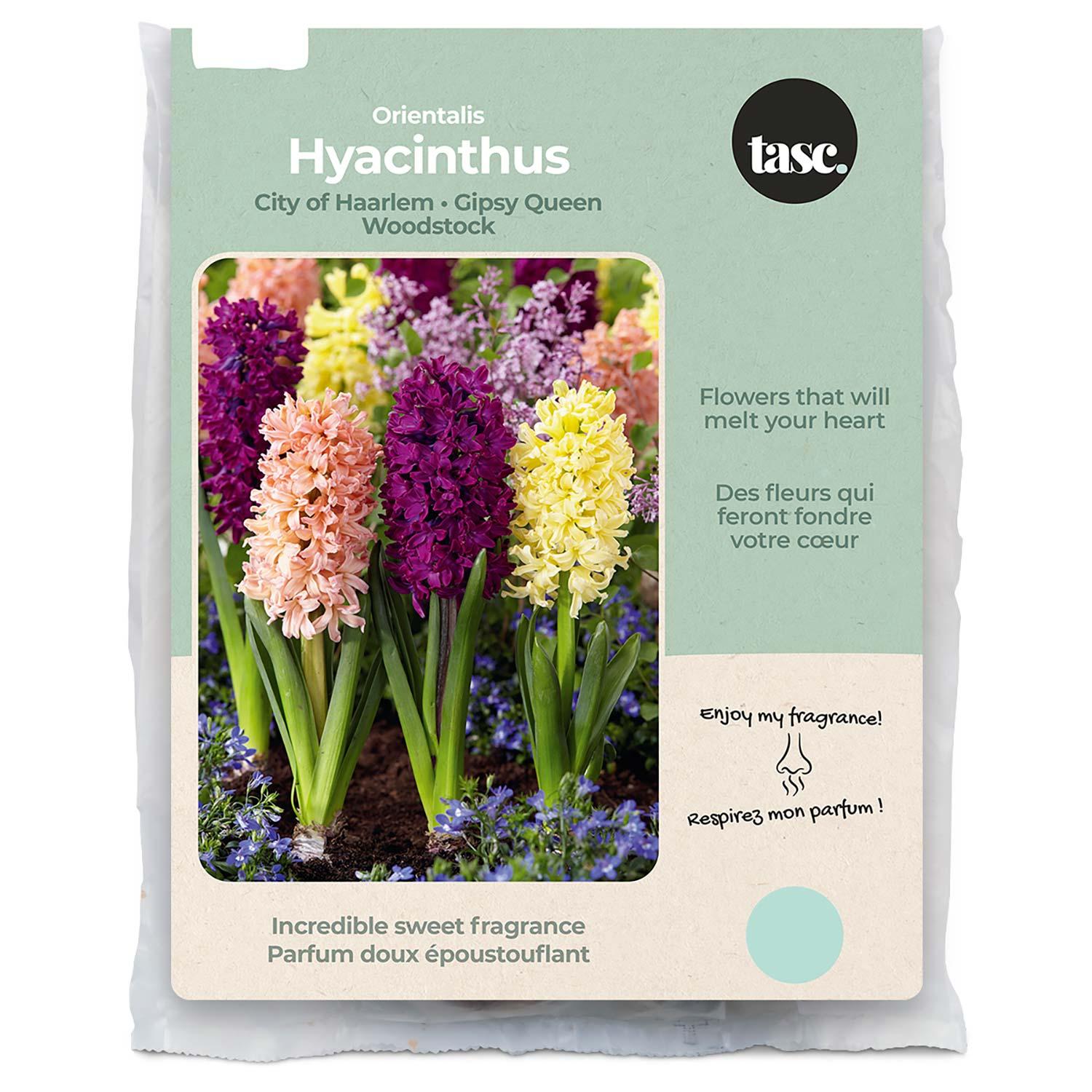 City of Haarlem, Gipsy Queen & Woodstock Hyacinth Fall Bulb