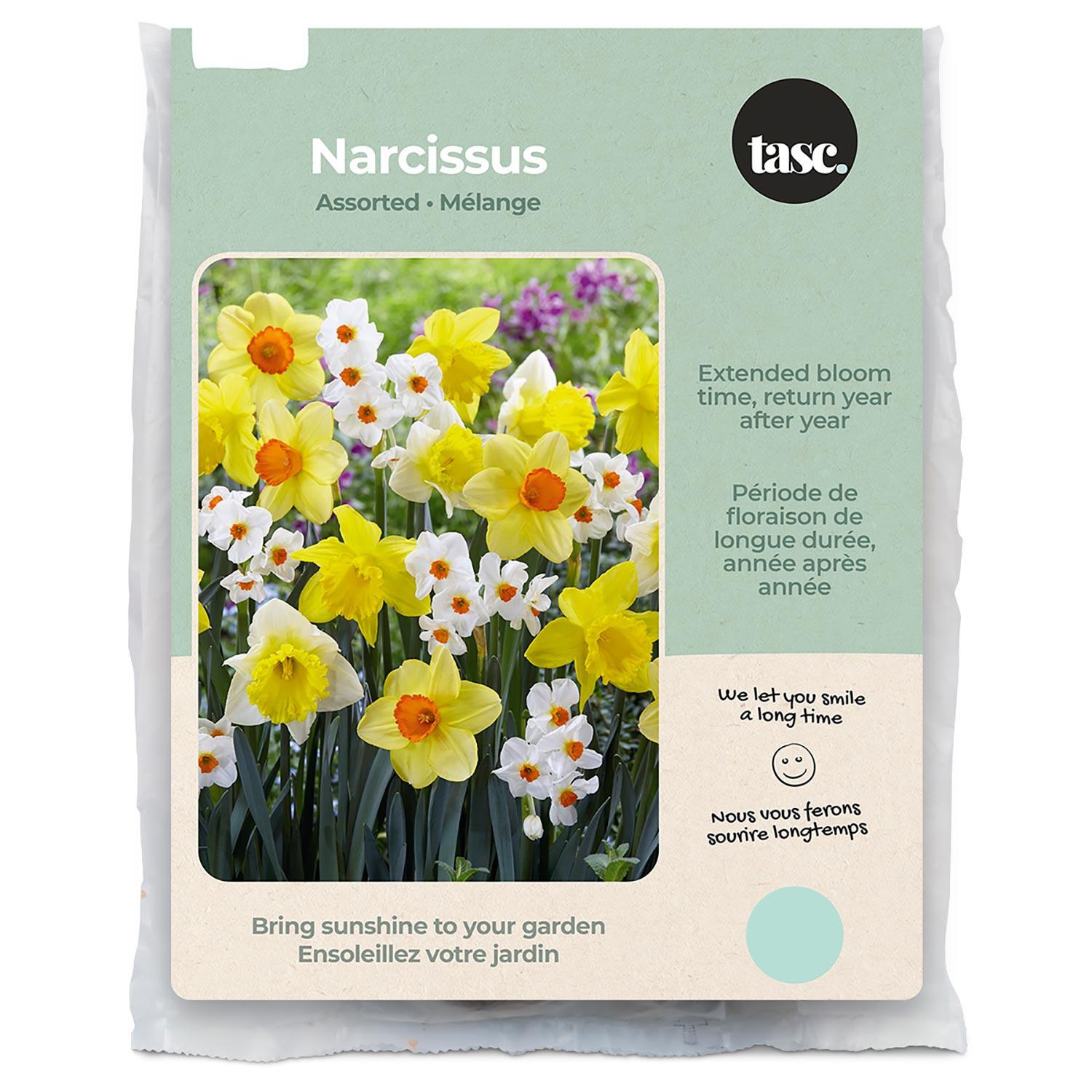 Assorted Narcissus Fall Bulb