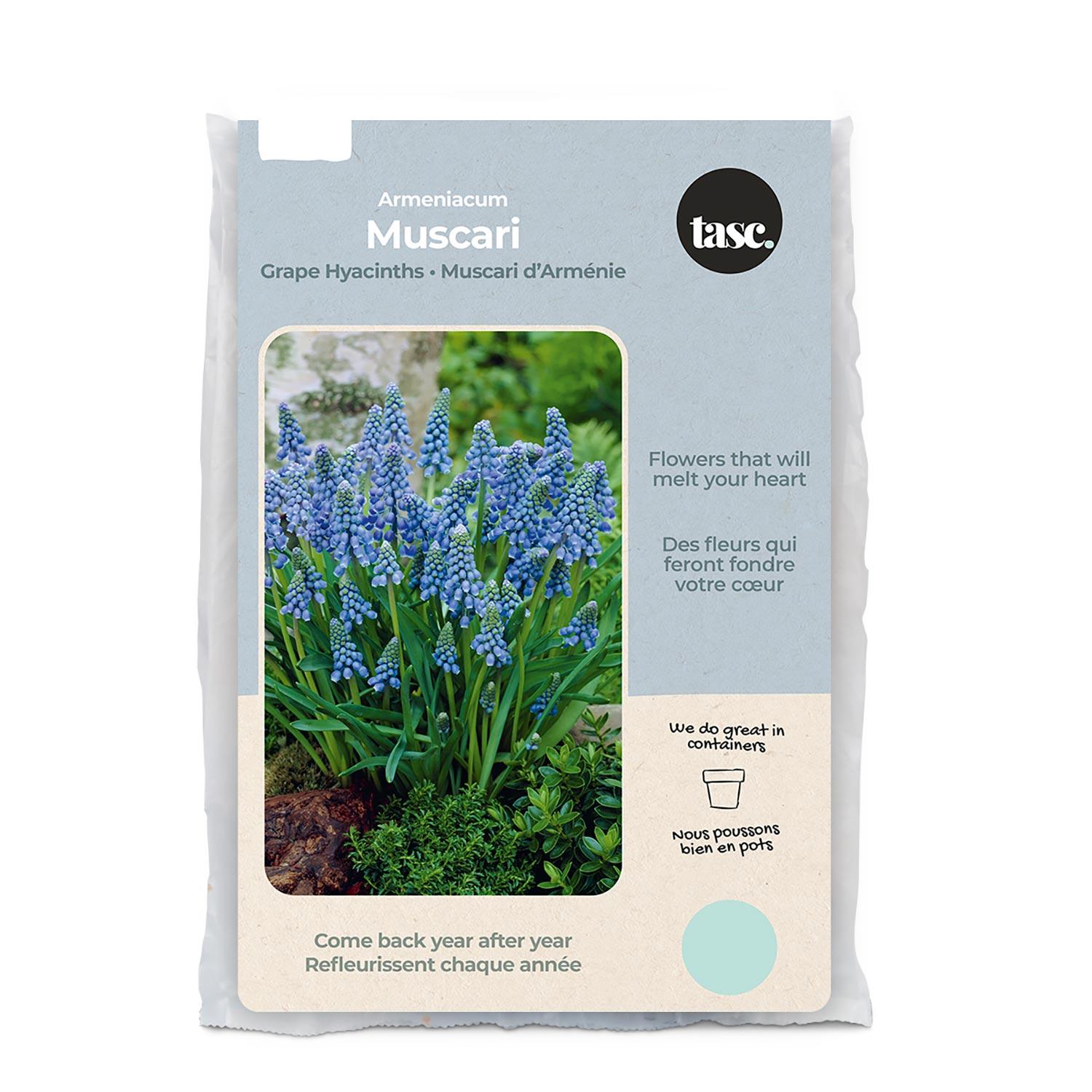 Miscellaneous Muscari Fall Bulb