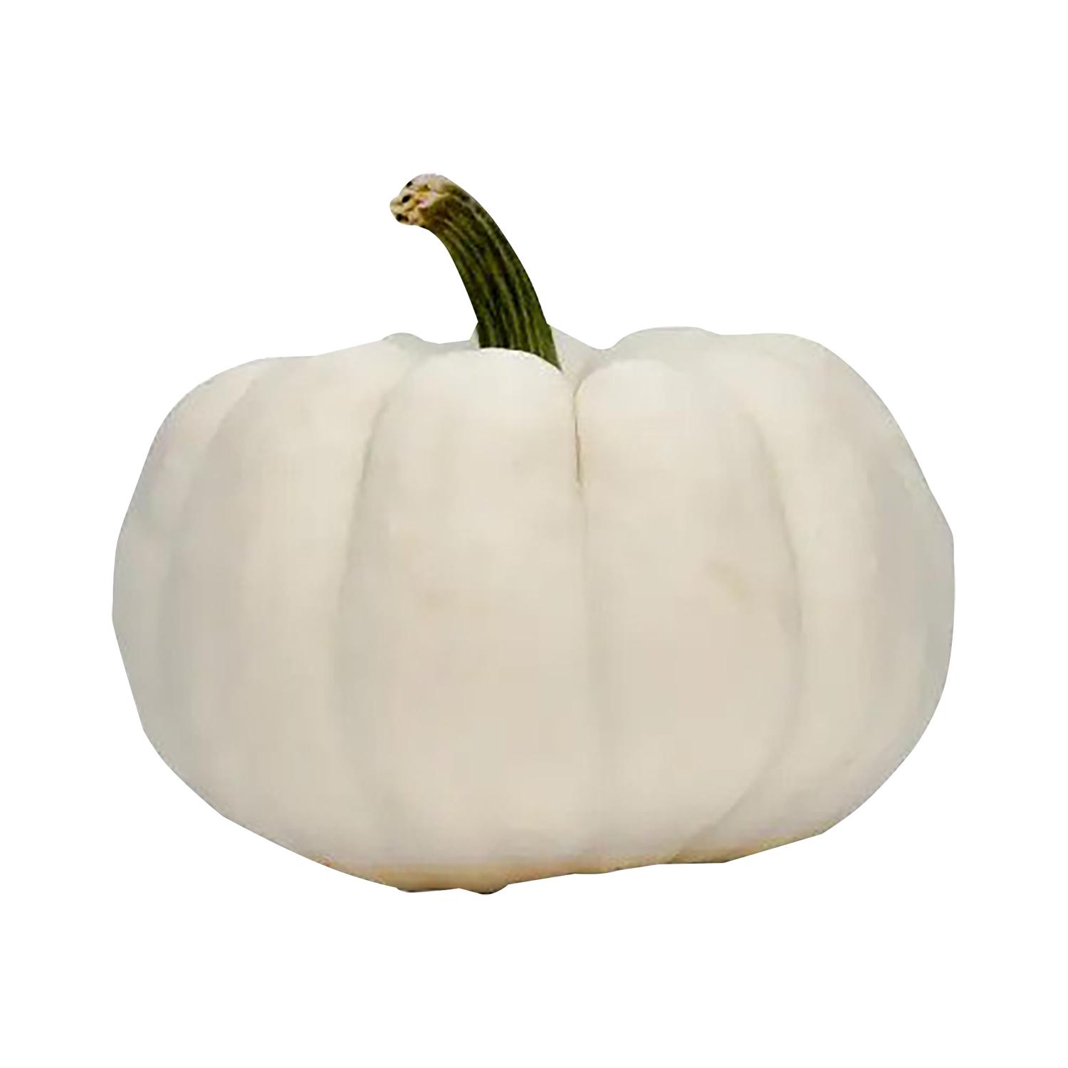 Citrouille Blanche