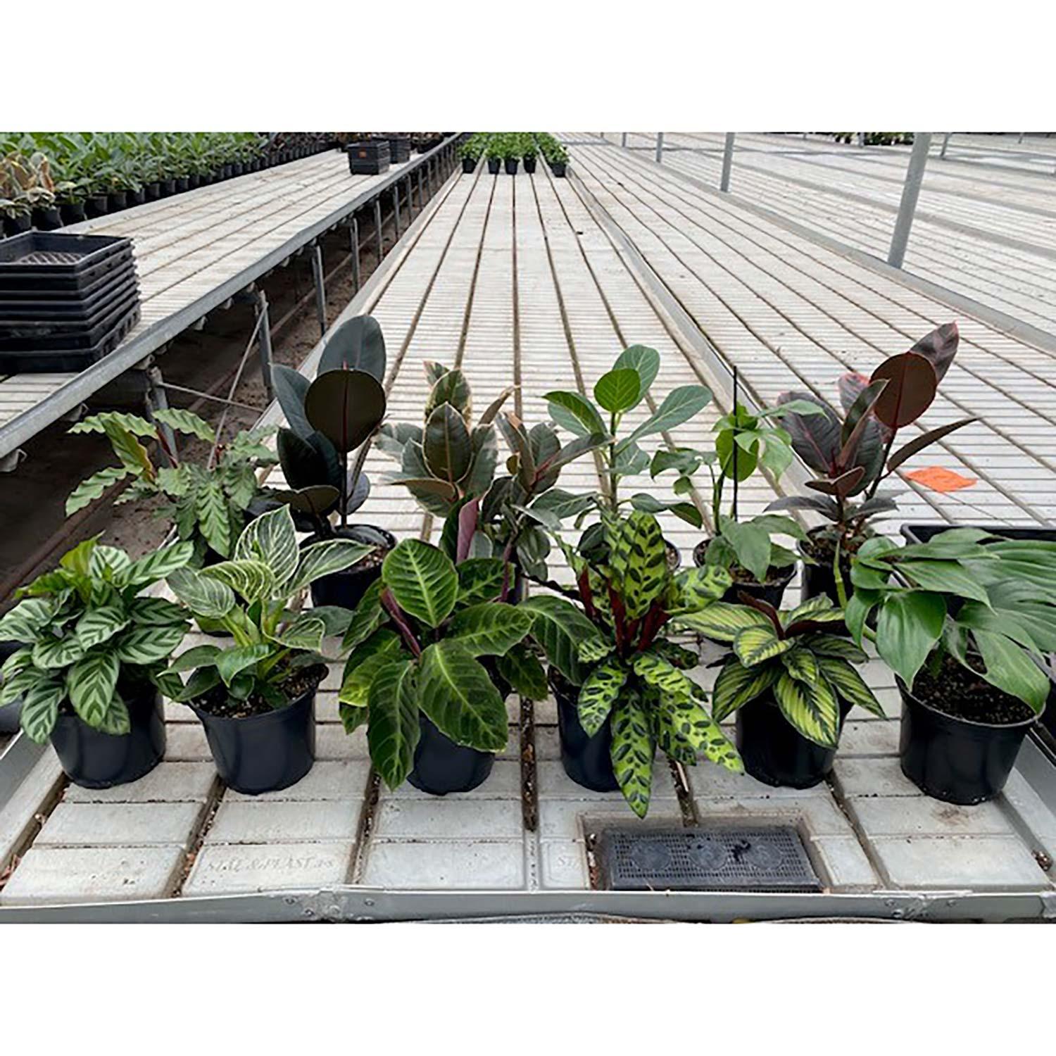 Trendy Tropicals 6"