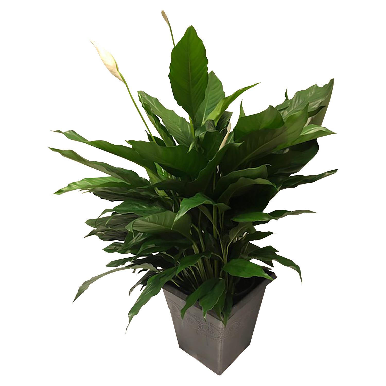 Peace Lily 5"