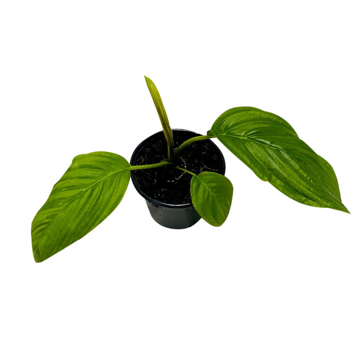 4" Bat Plant White