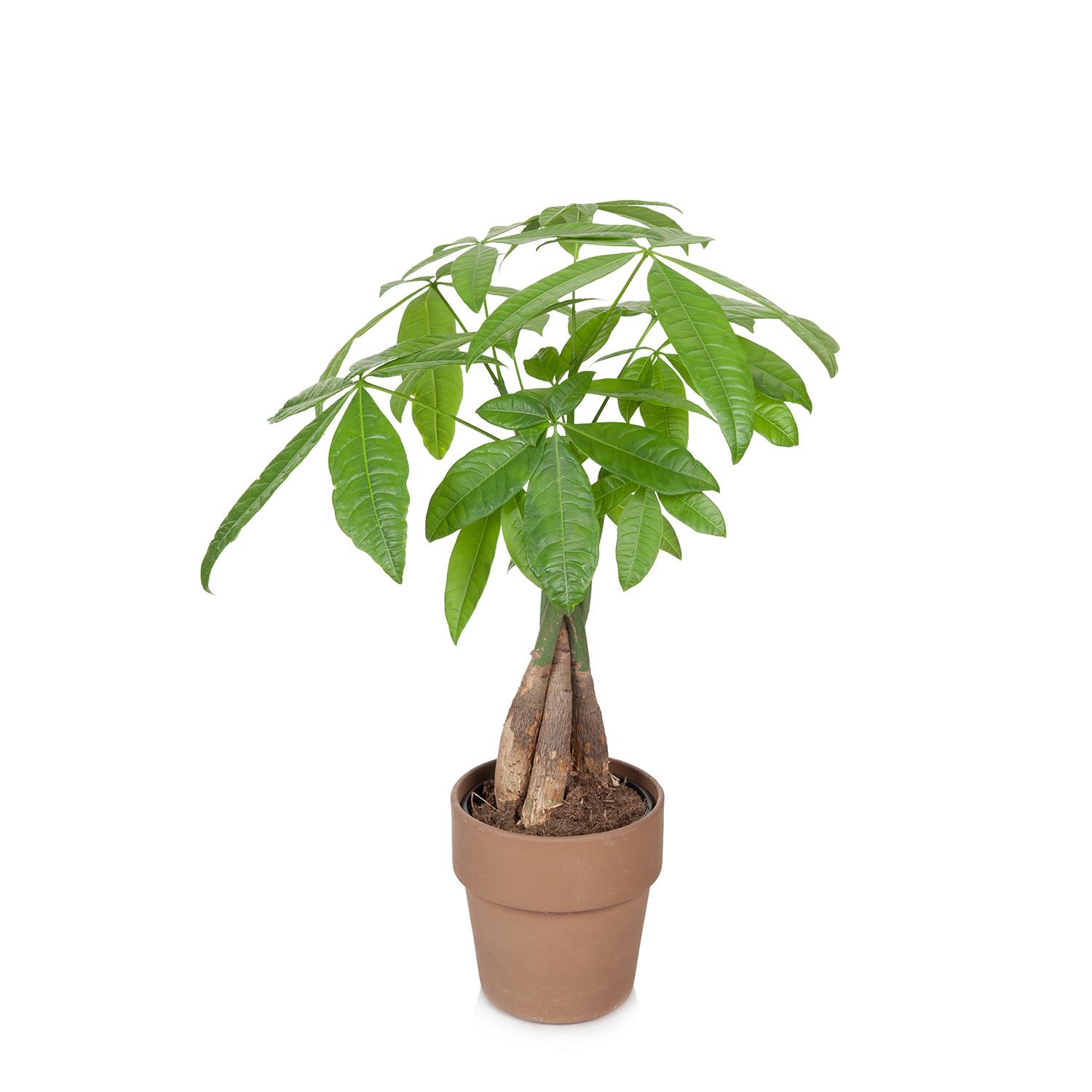 Arbre à Argent 5” dans Pot en Argile