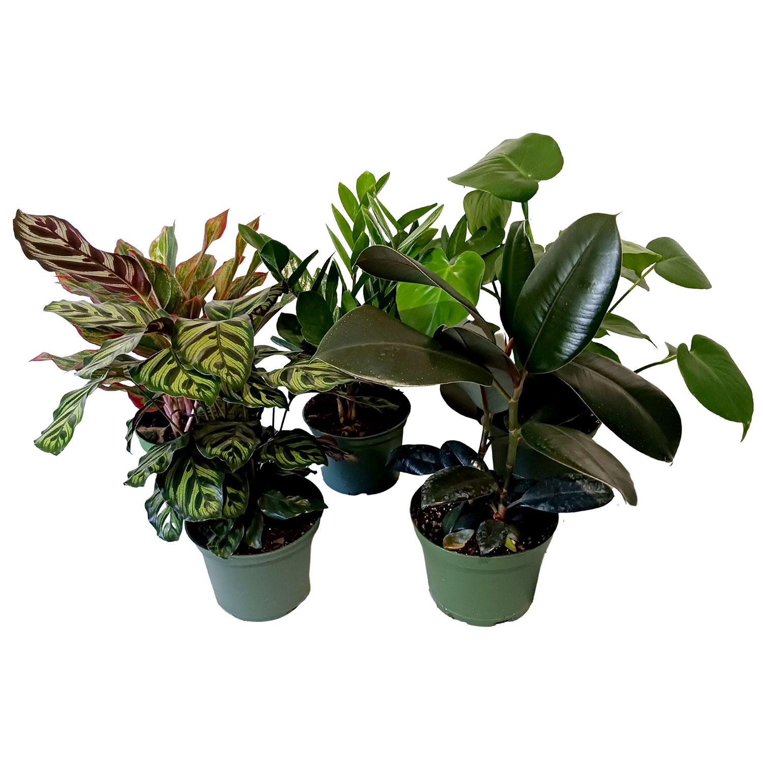 Plantes tropicales assorties6"