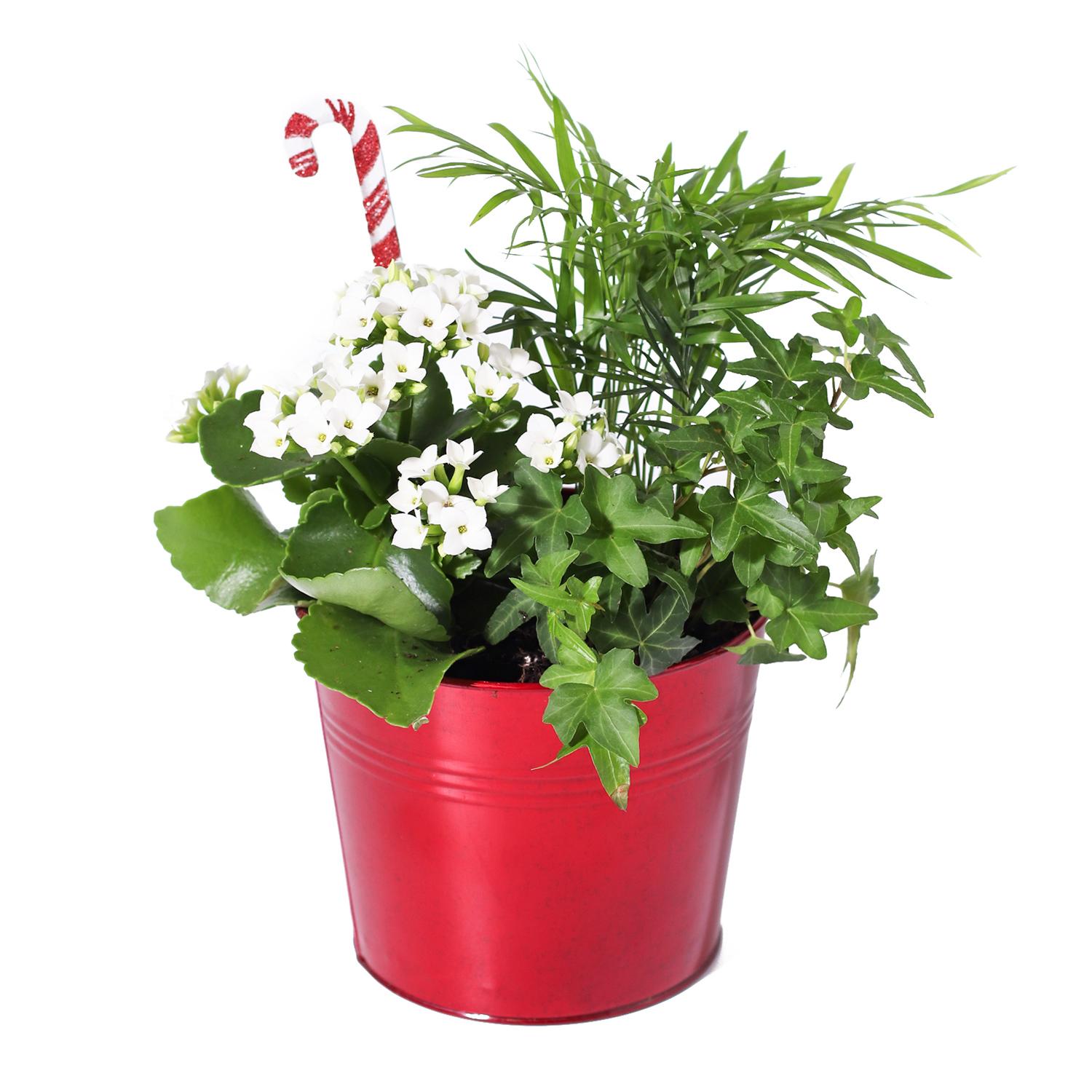 Red Elf Tin Garden 6"