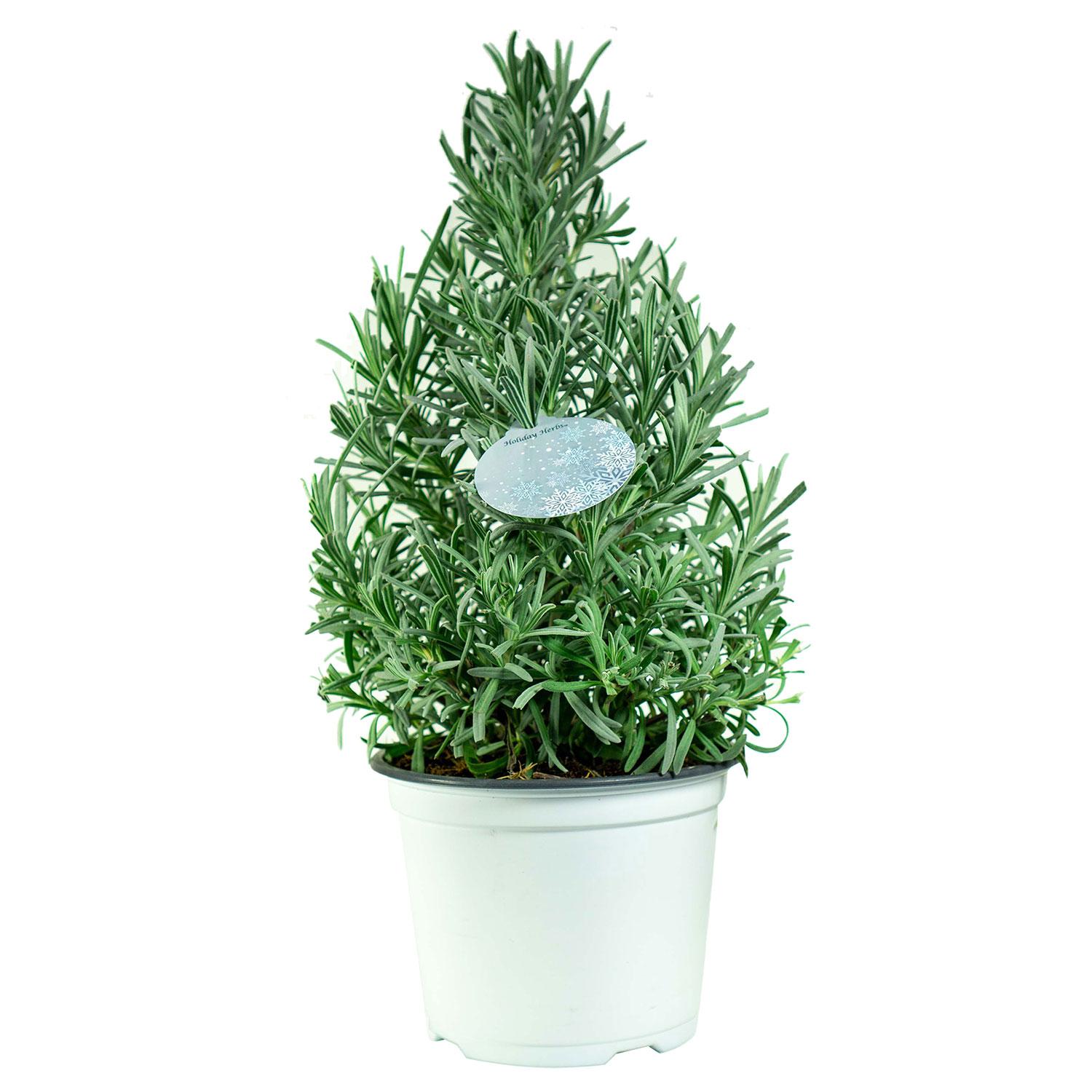 Lavender Tree 6'