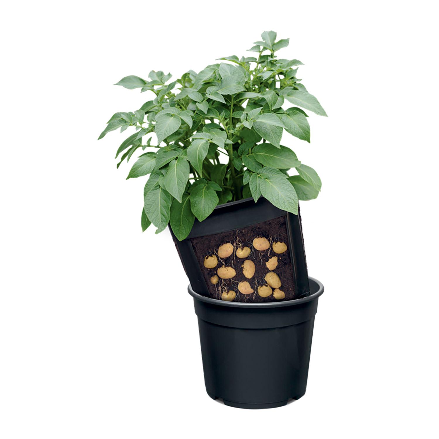 Potato Pot