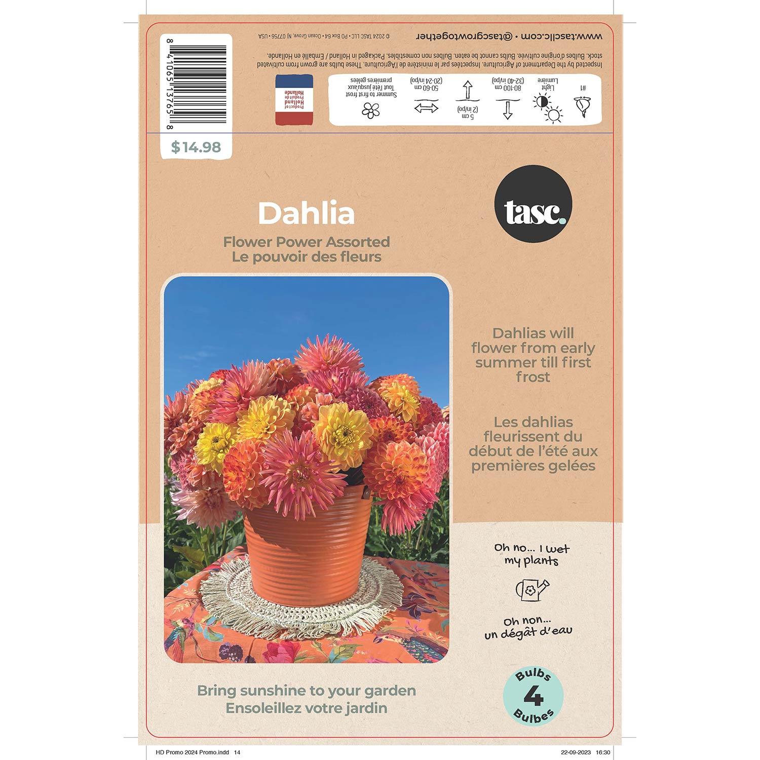 Dahlia Flower Power Assorted