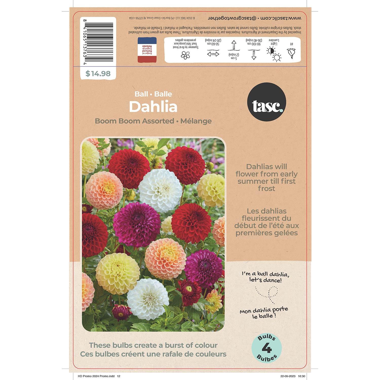 Dahlia Boom Boom assortis