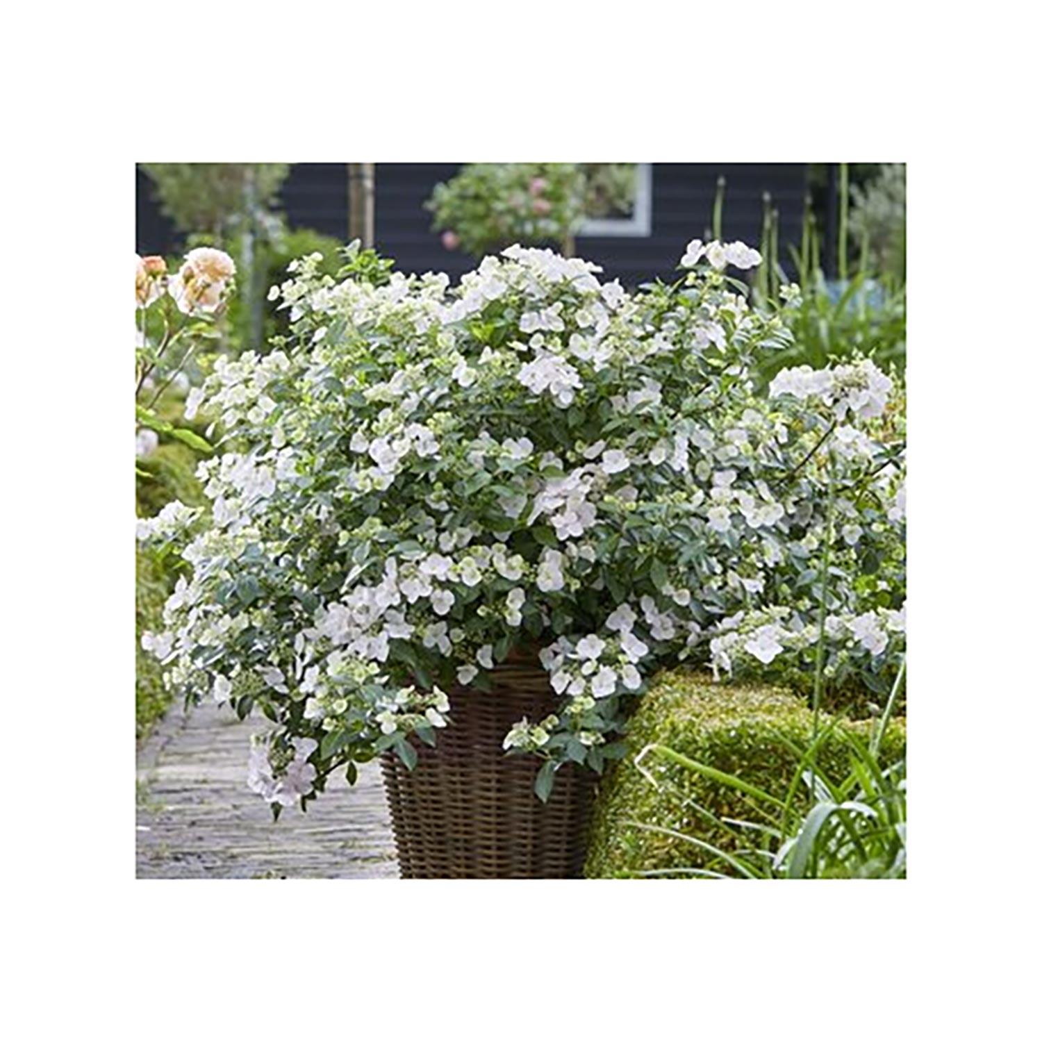 Lilac Agincourt Beauty 2G