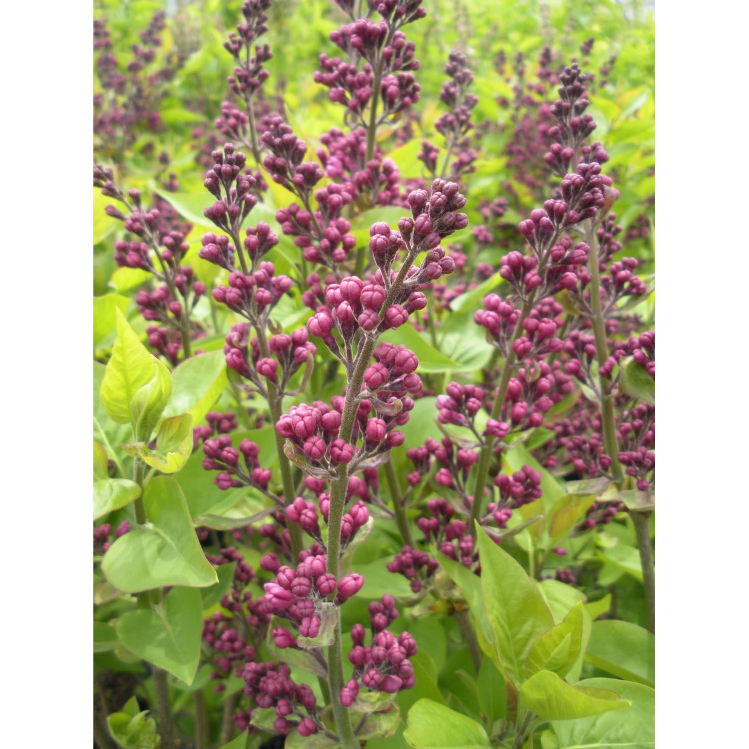 Lilac Krasavitsa Moskvy 2G