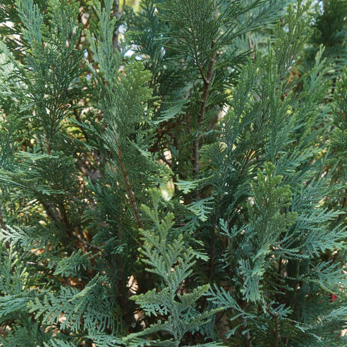 Rose de Sharon Lavande Foncée Pw 2G