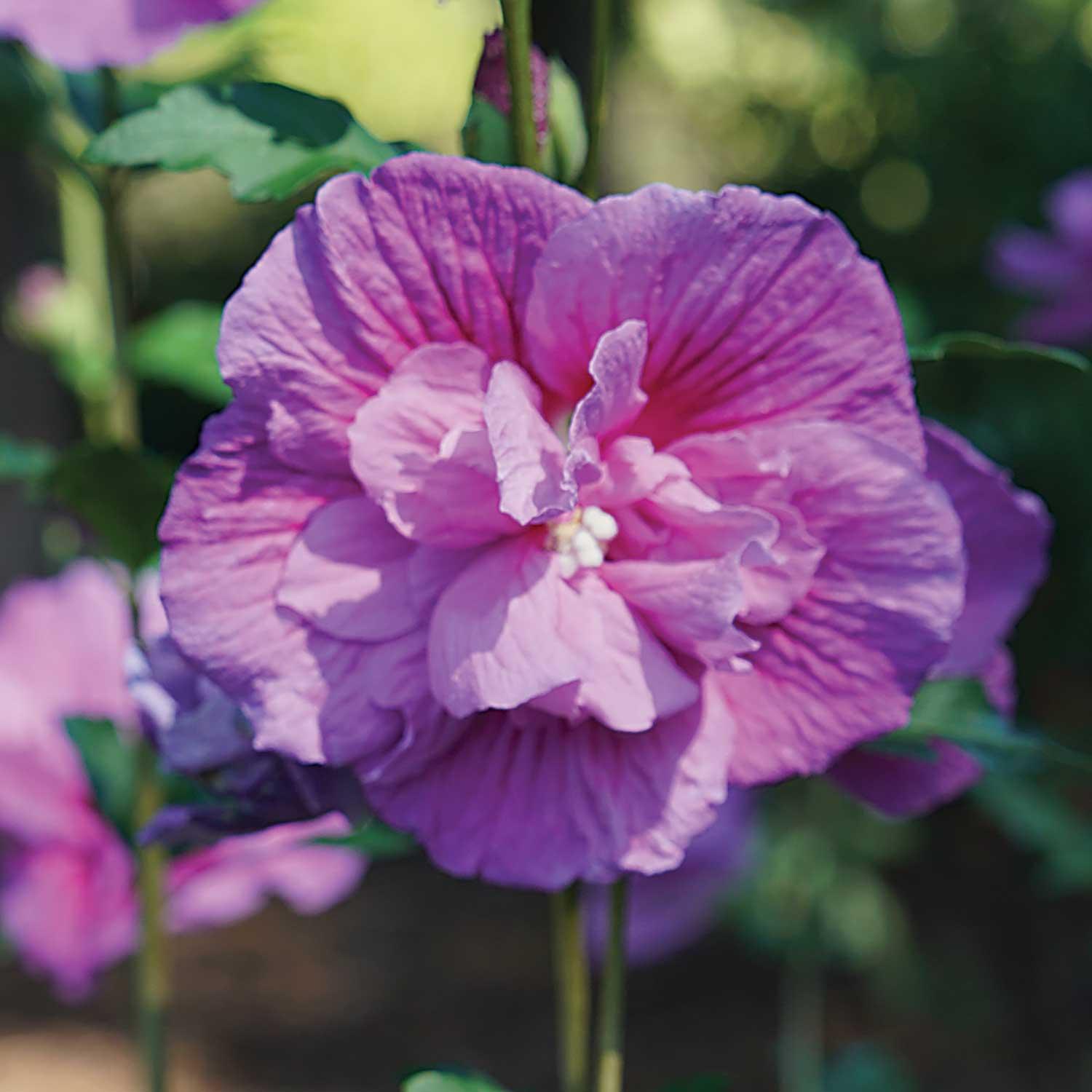 Rose de Sharon Starblast Pw 2G