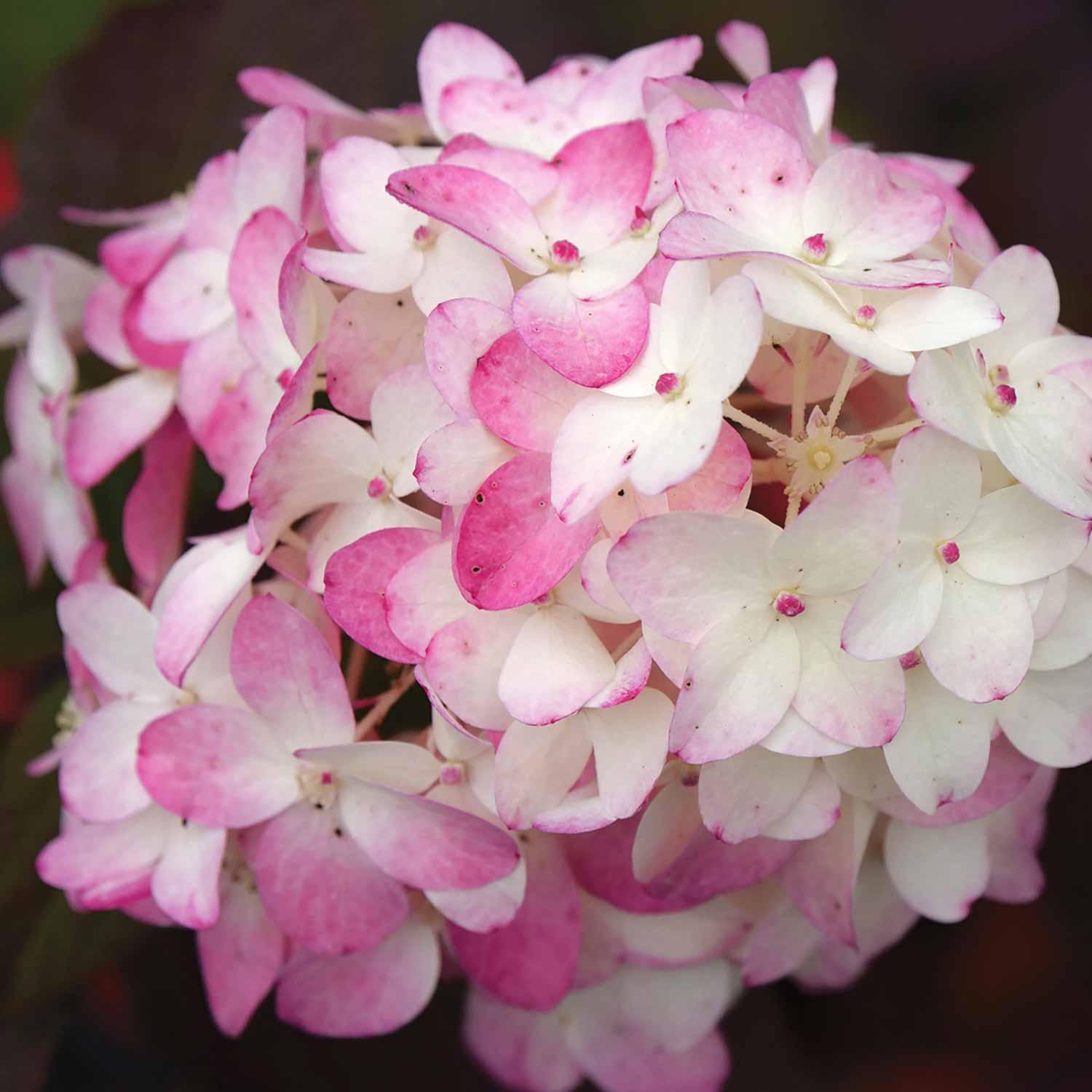 Hortensia Flare Be 2G