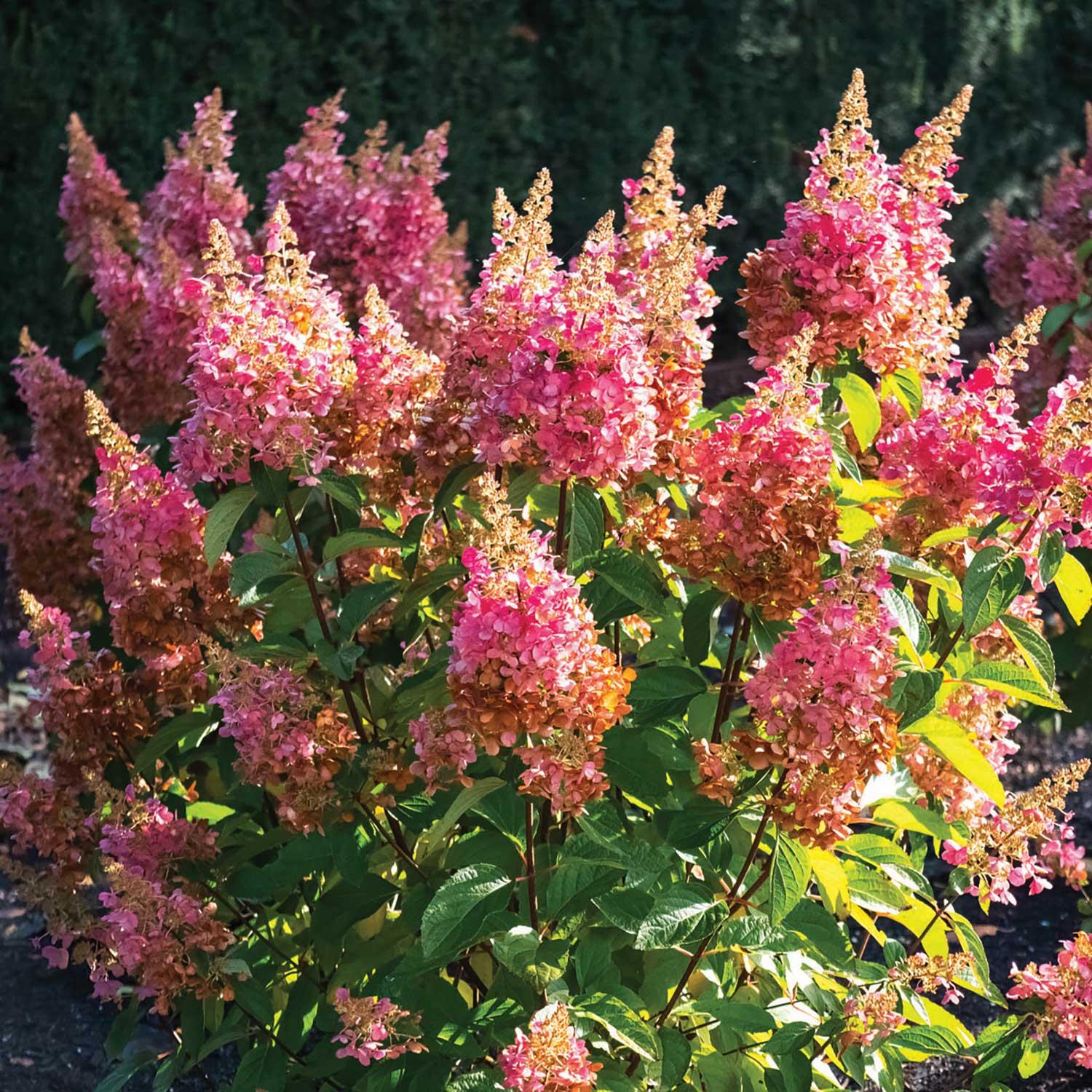 Hydrangea Quick Fire Fab Pw 2G