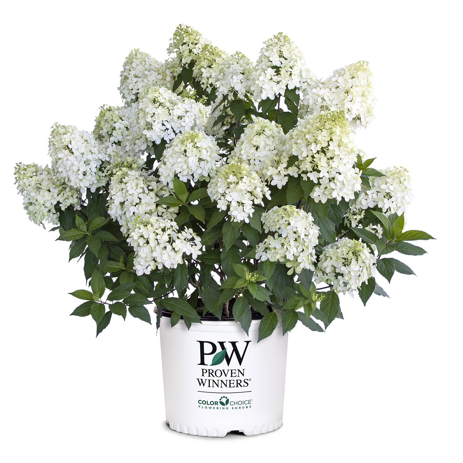 Hortensia Arriba Pw 2G