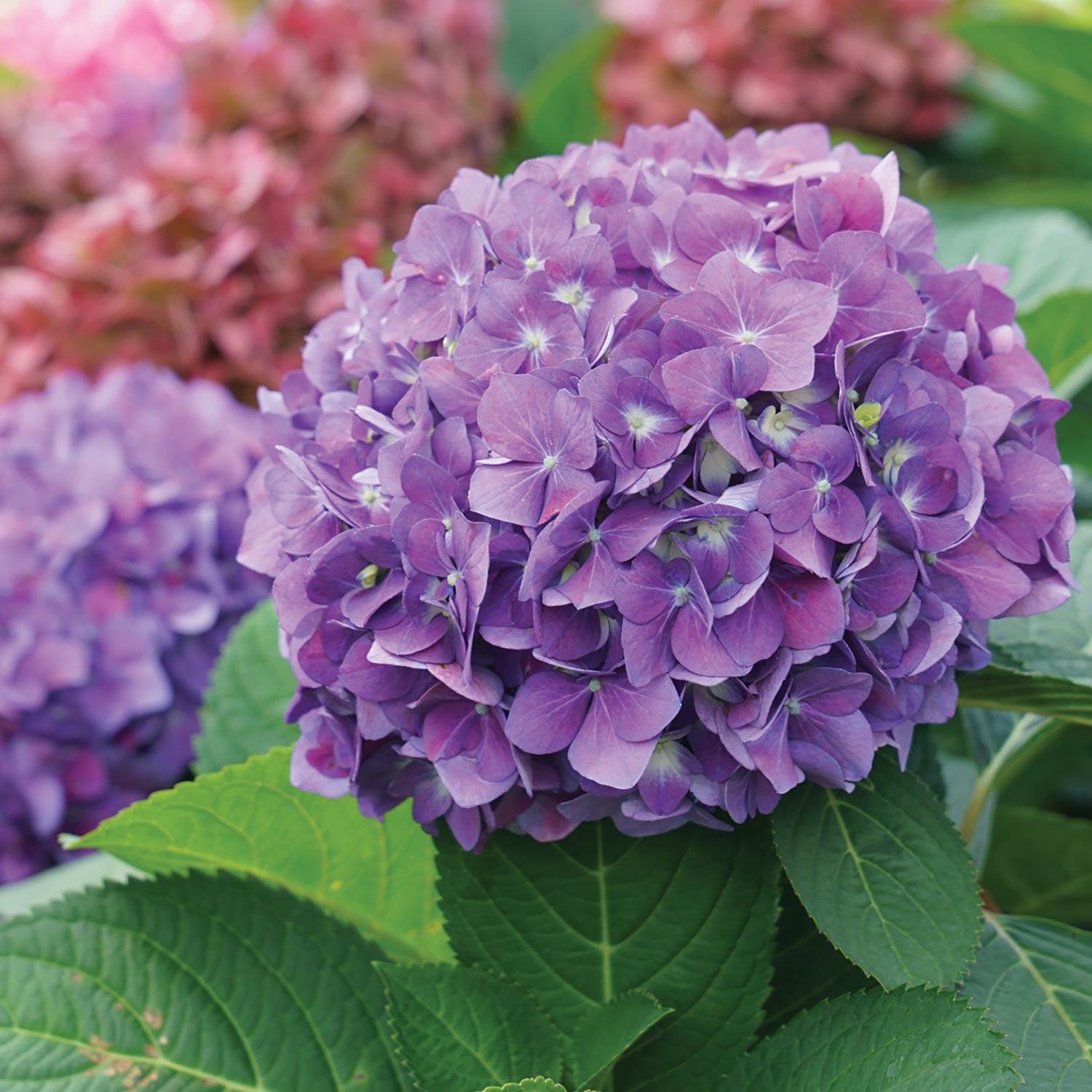Hydrangea Std  Limelight 5G