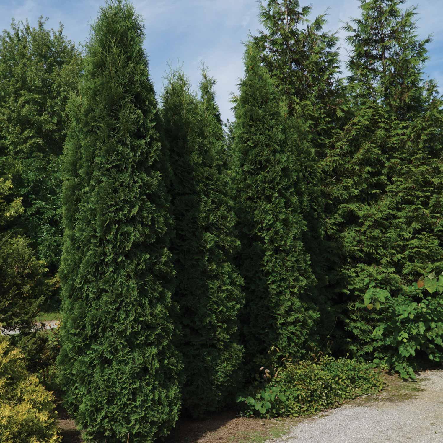 Barberry Concorde 2G