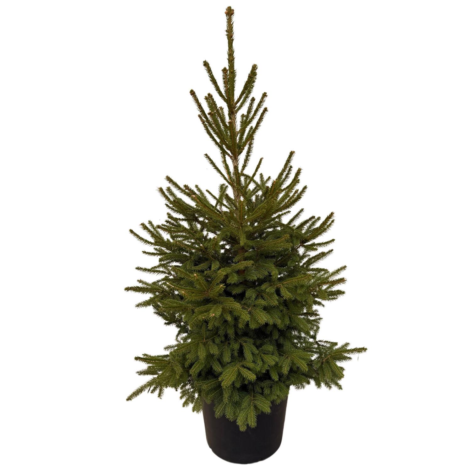 Norway Spruce 7G