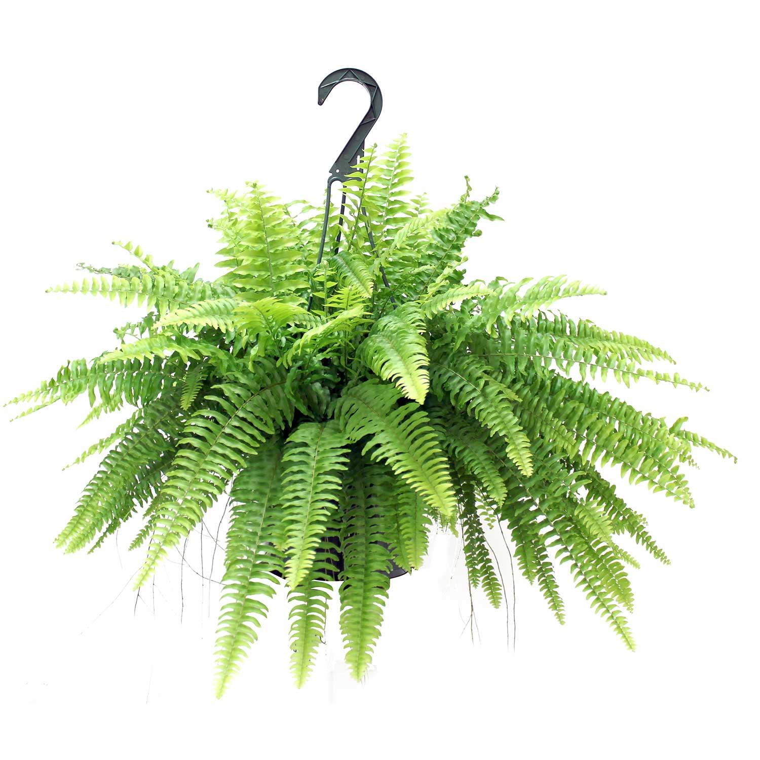 8.5" Hanging Basket Boston Fern