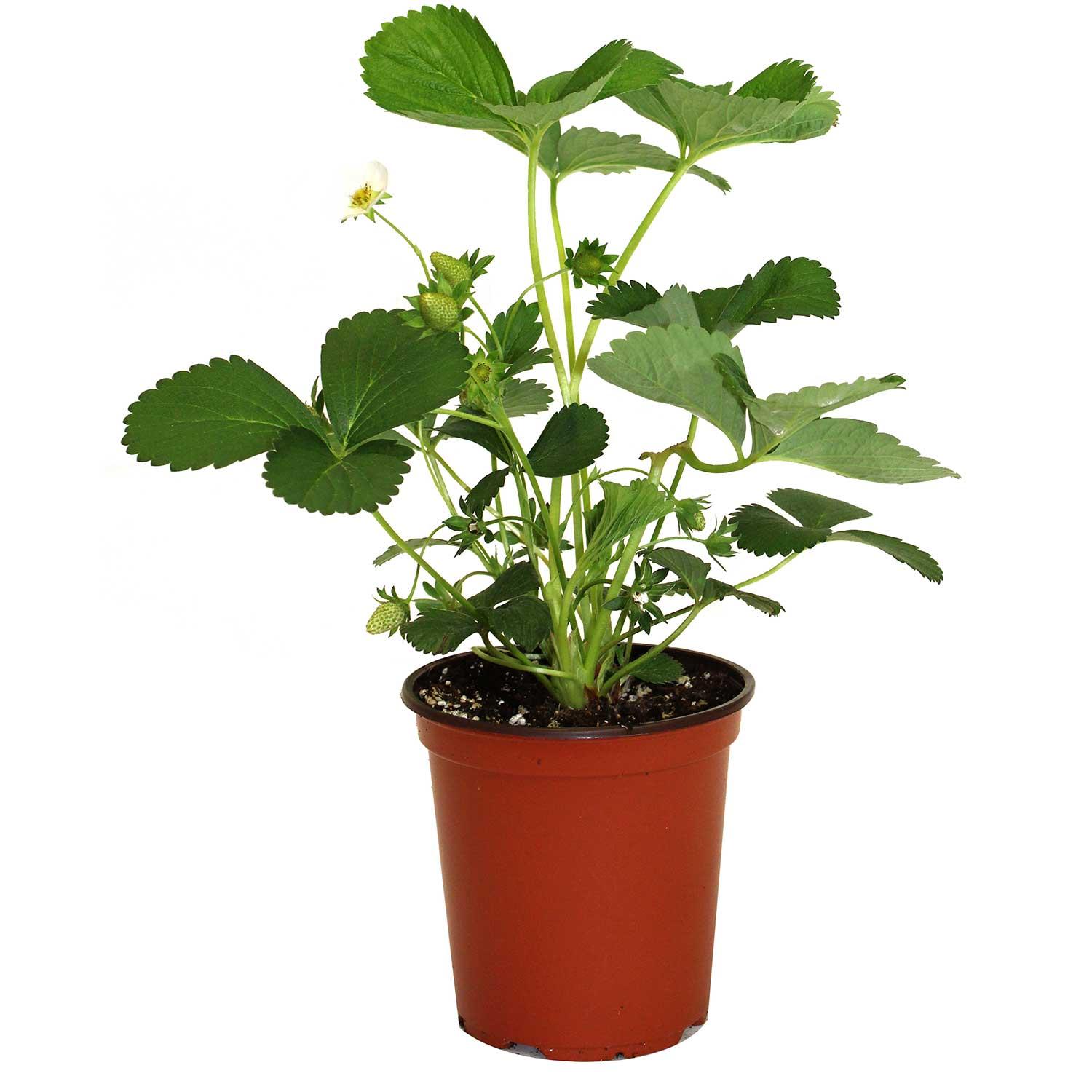 5.5" Strawberry Patio Pot