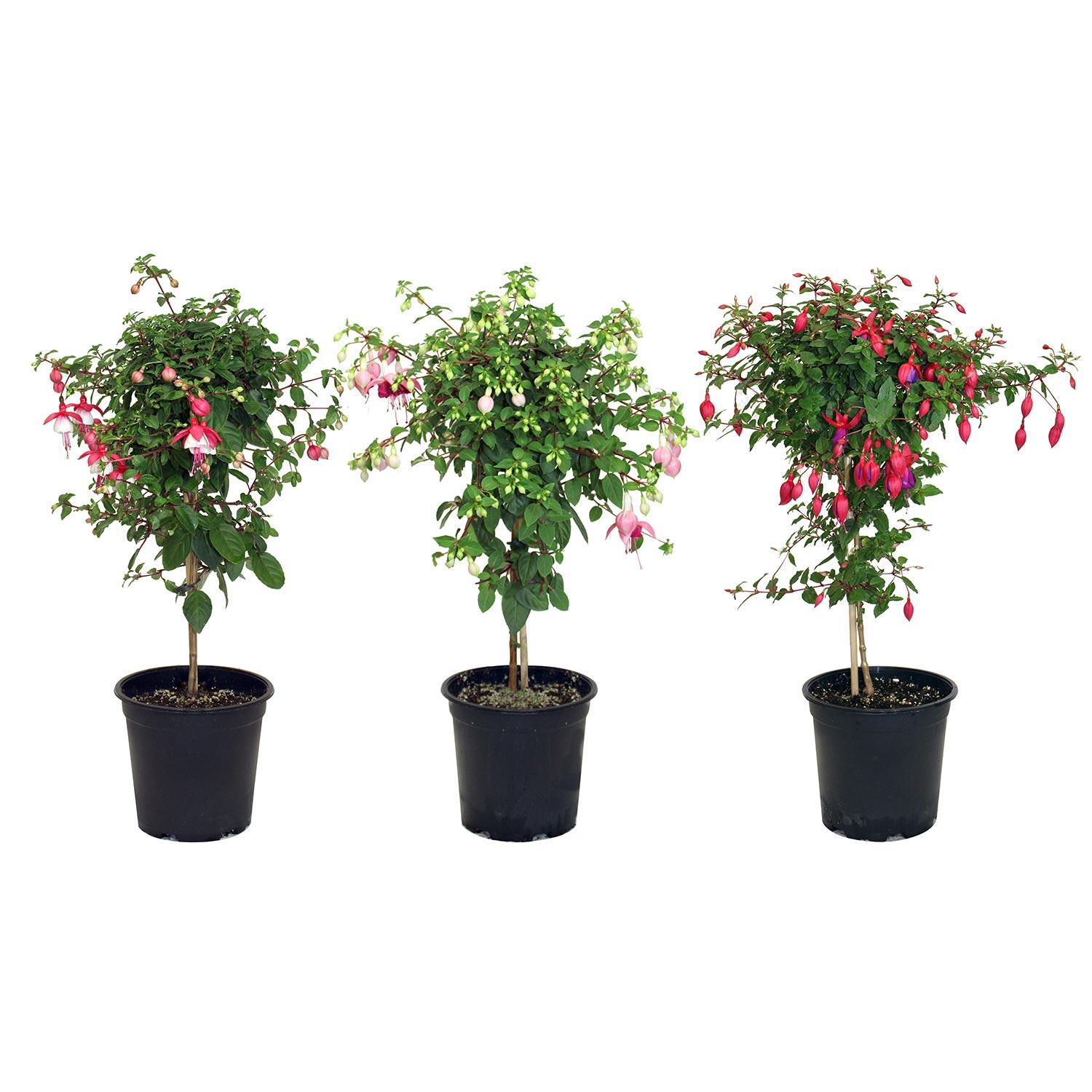 7.5" Fuchsia Standard