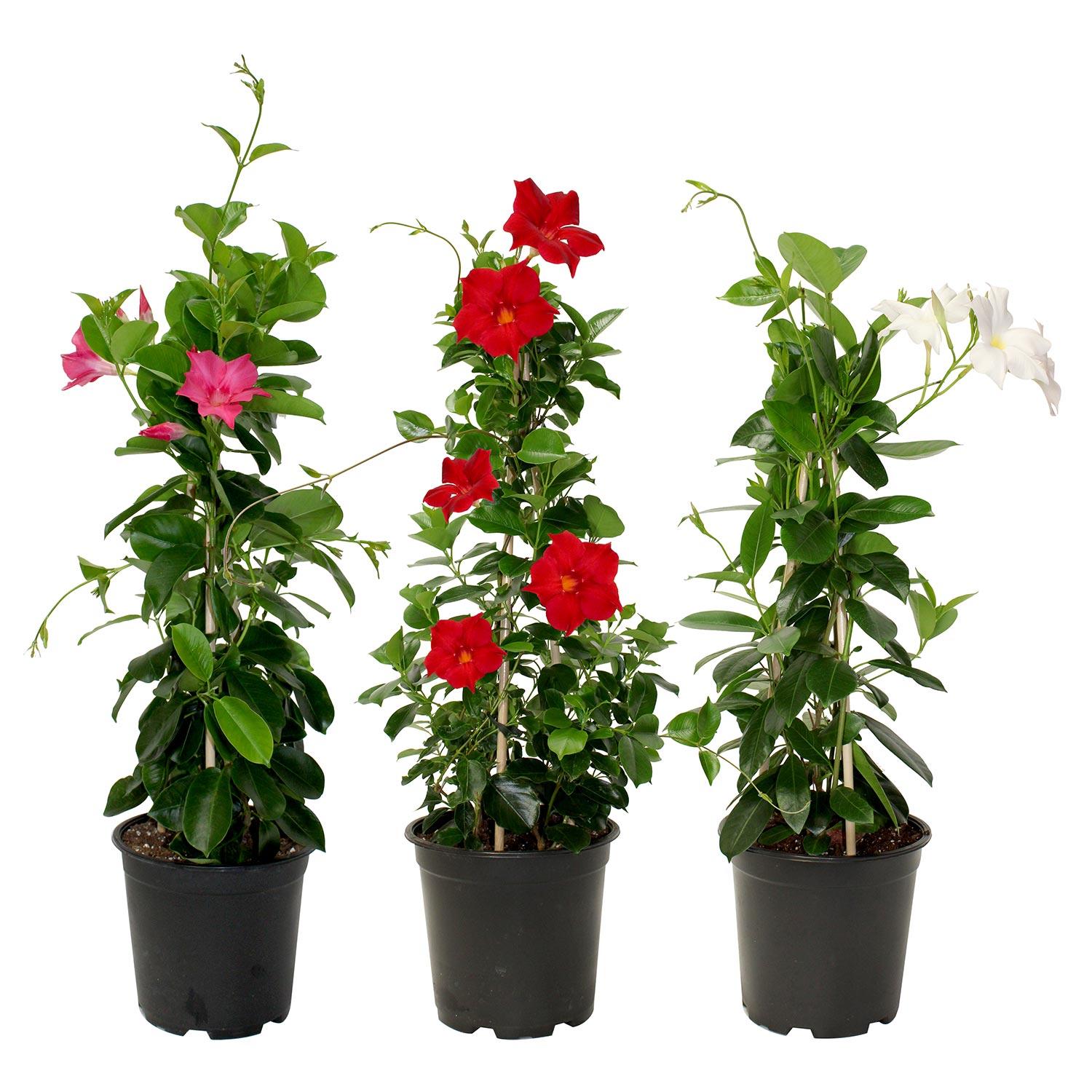 7.5" Mandevilla Pyramid