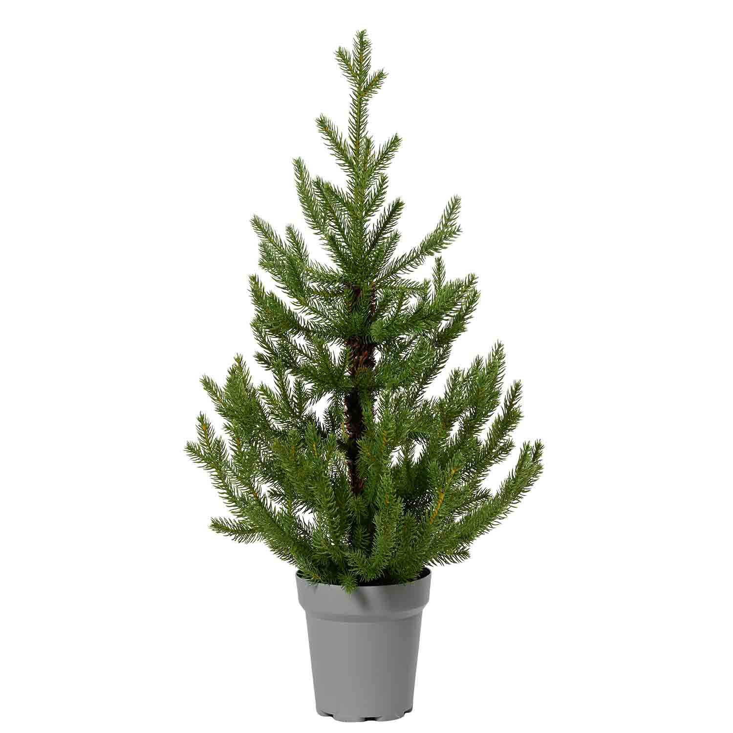 Norway Mini Tree