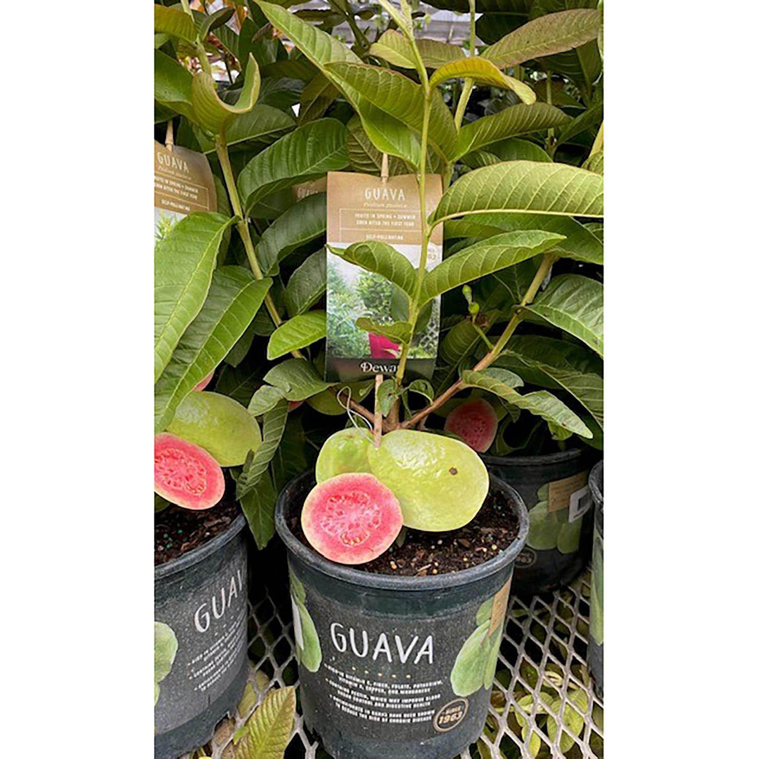 Guava 1G