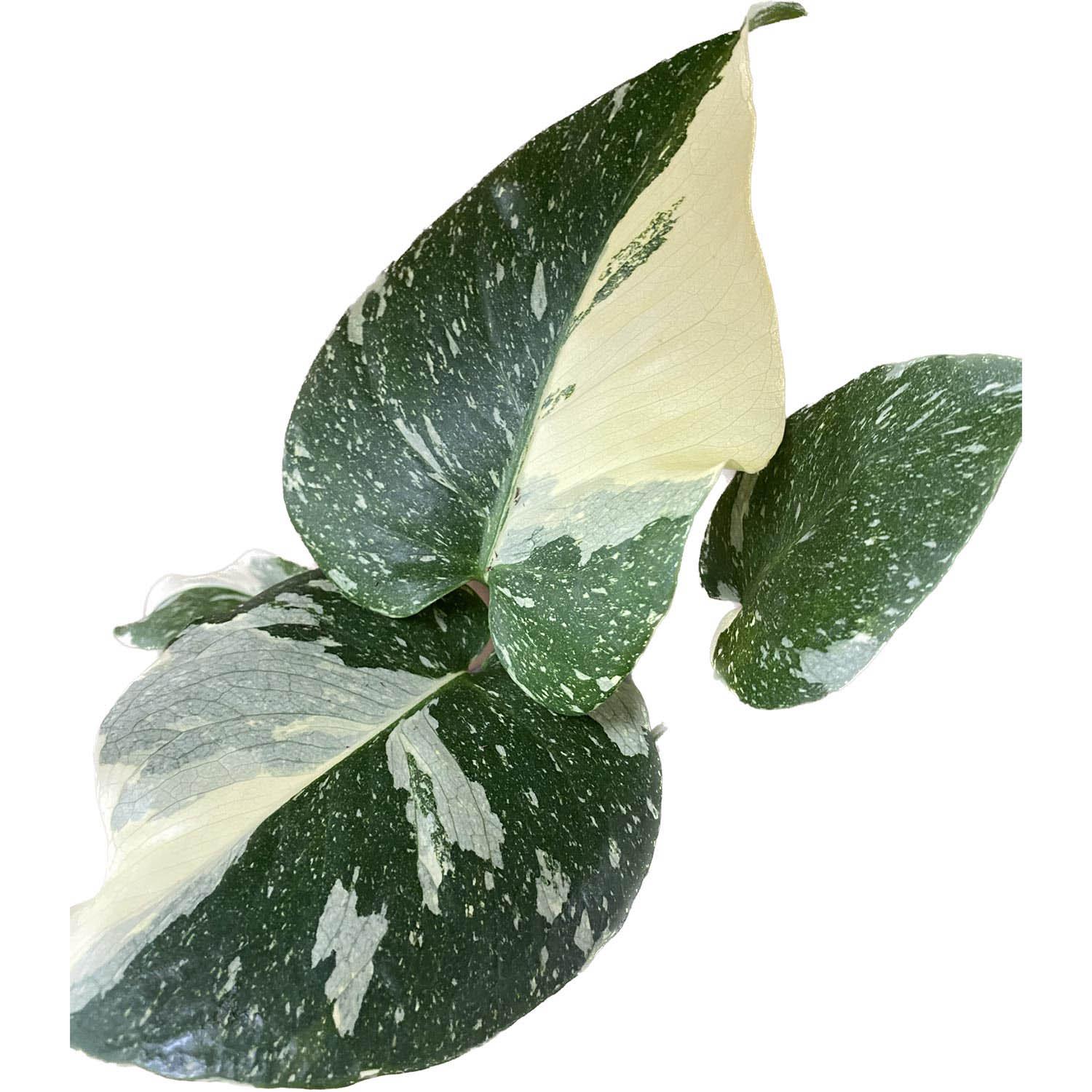 Monstera Thai Constellation 4"