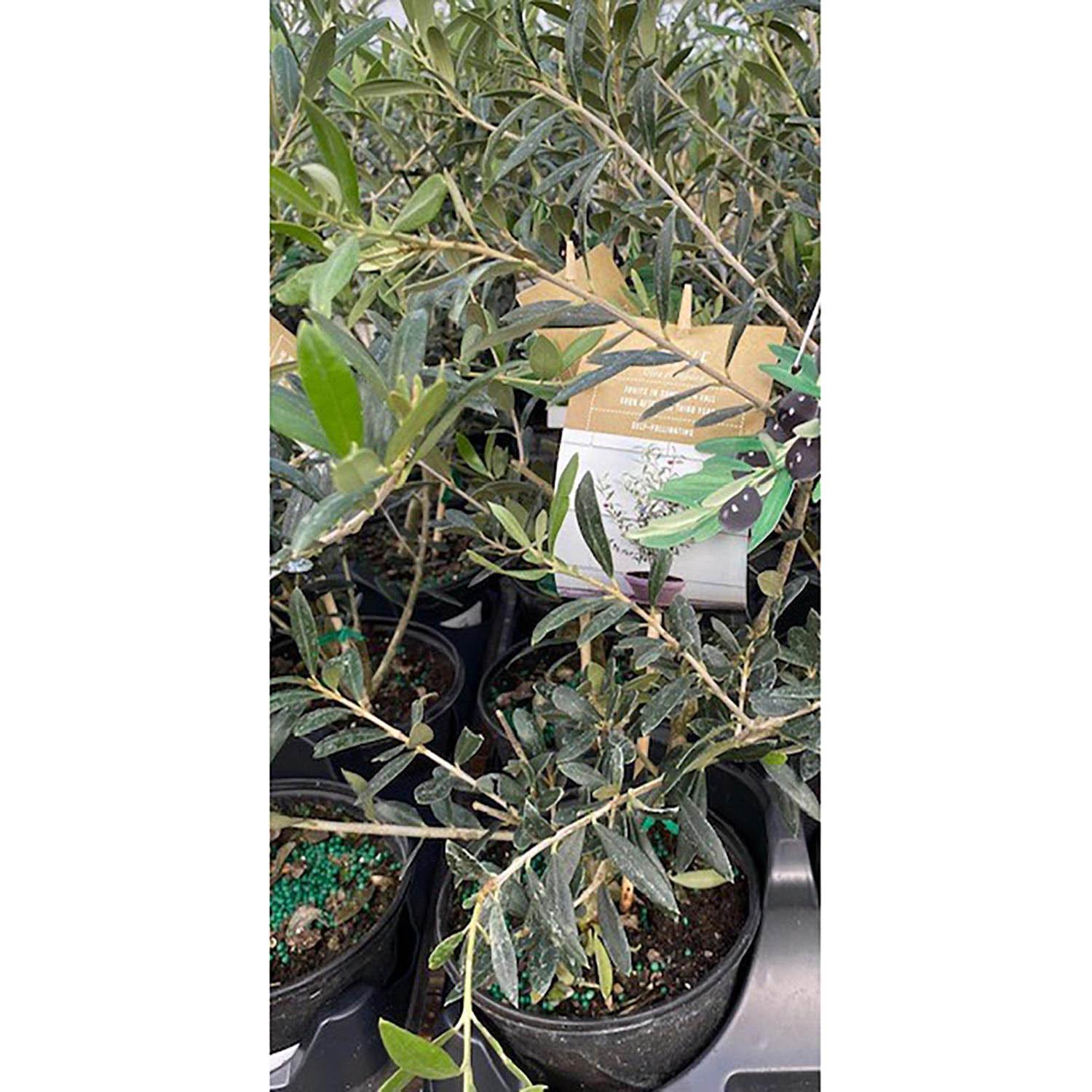 6" Olive Plant
