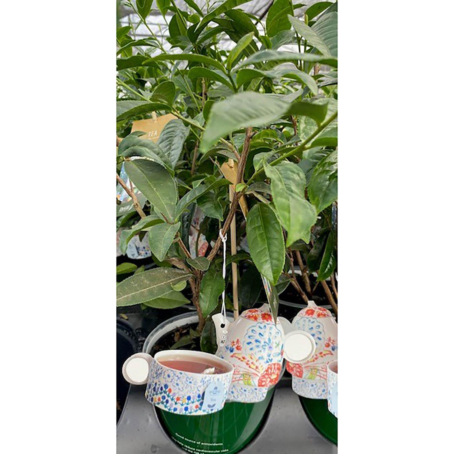6" Tea Plant