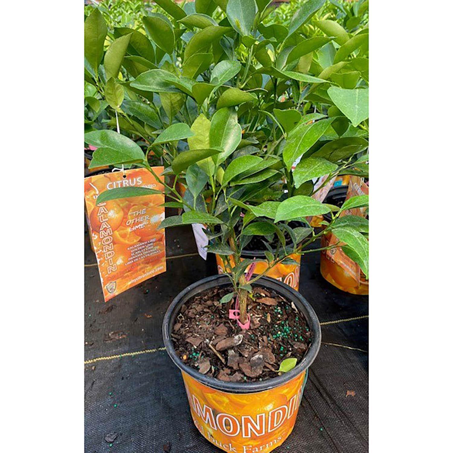 8" Orange Tree