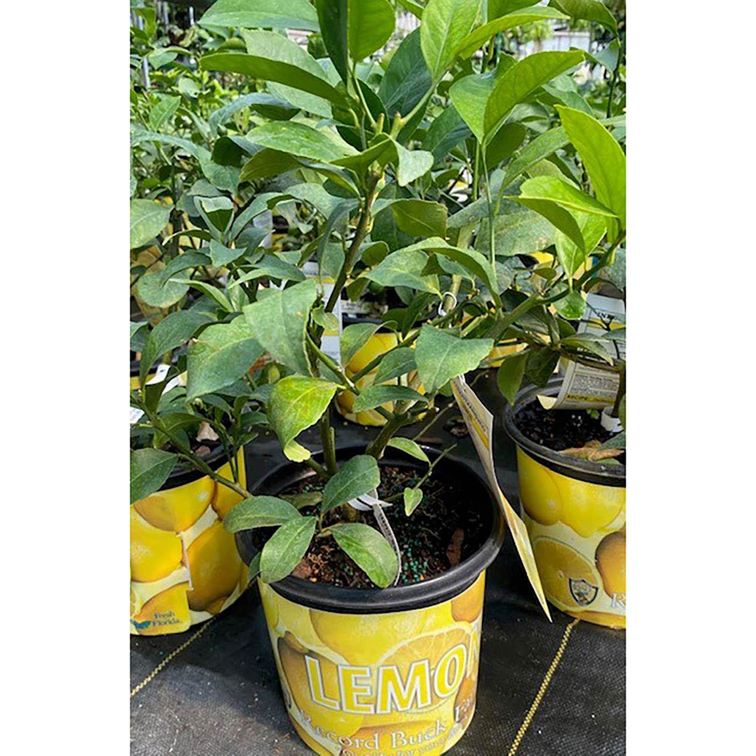 Citronnier 8"