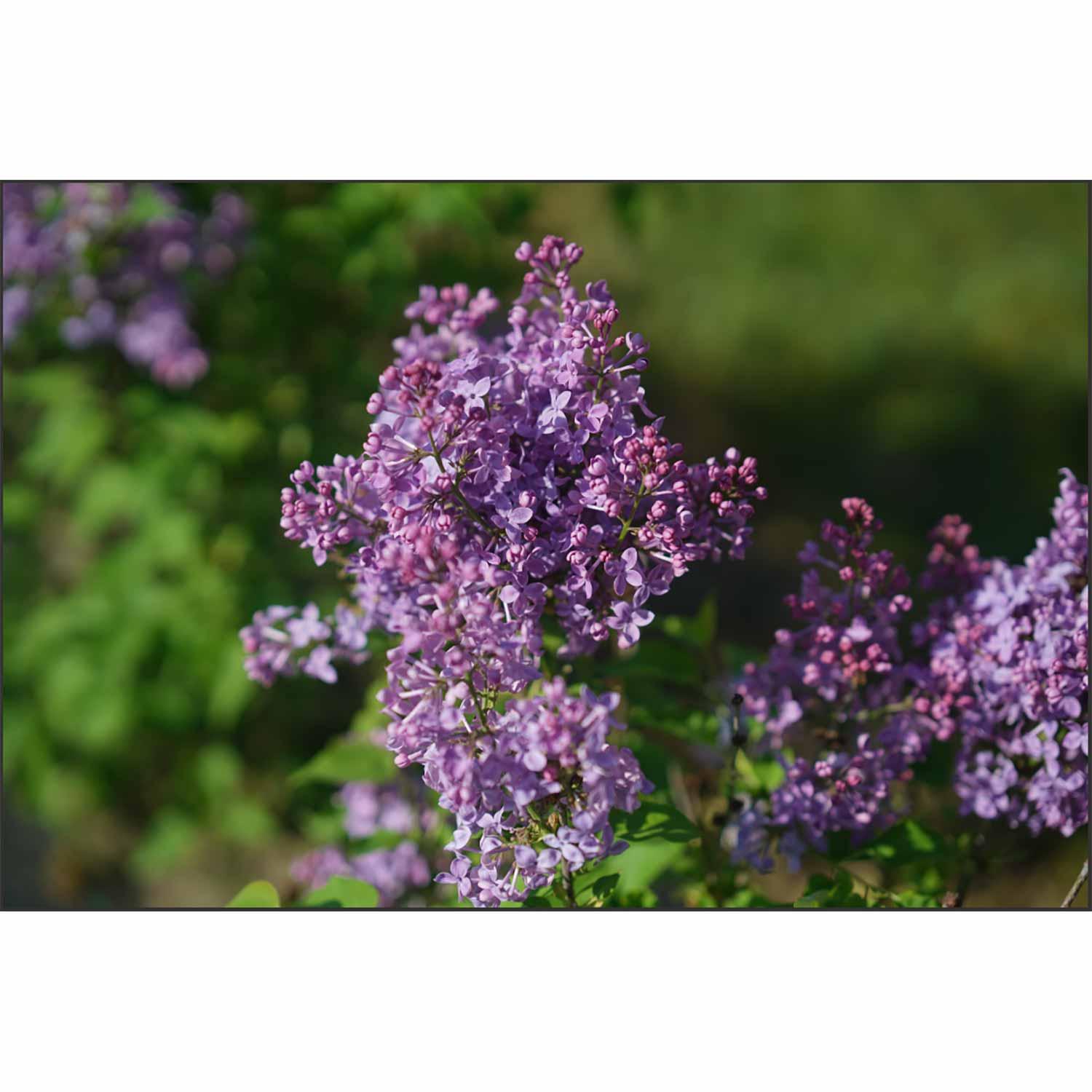 Lilas nain Scentara Pura 2G