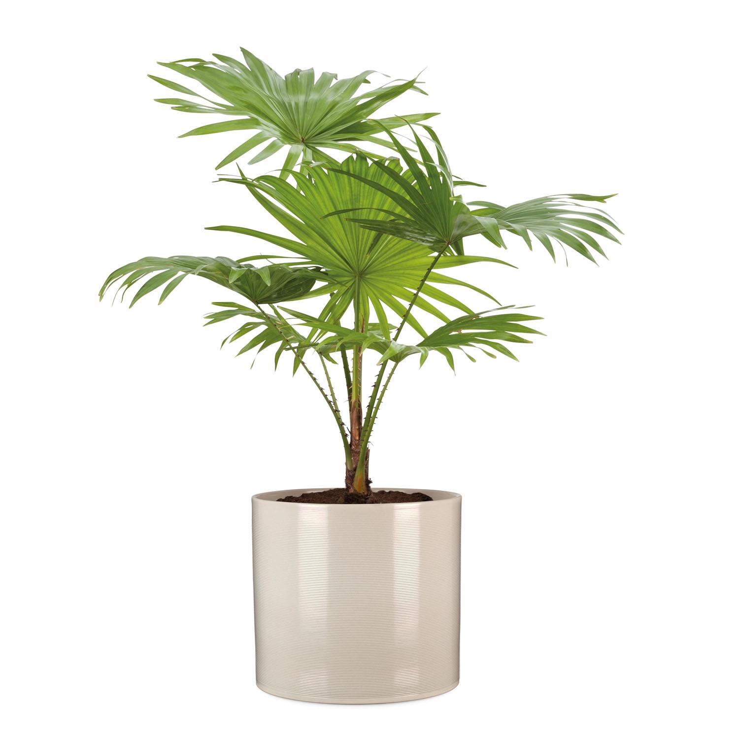 Pot Céramique Sésame 6,5"