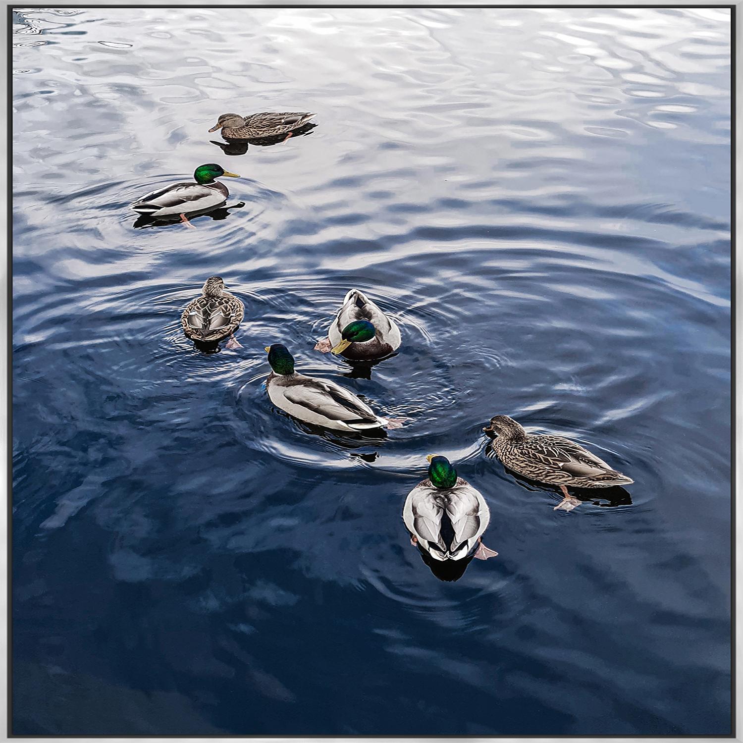 Cadre Canards Nageant 24" x 36"