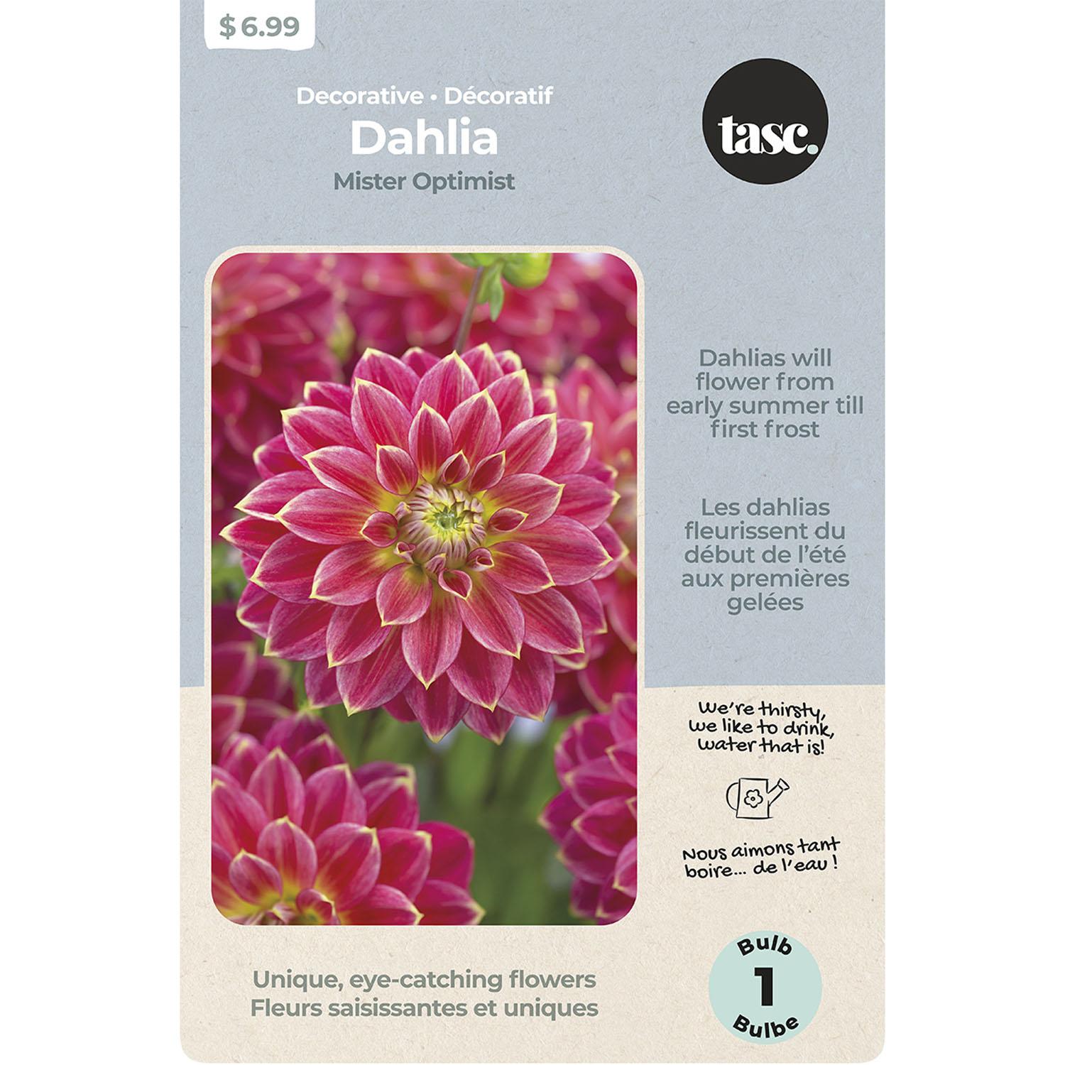 Dahlia Décoratif Mister Optimist