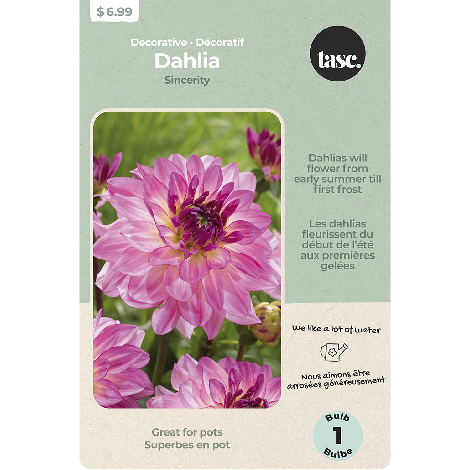 Dahlia Décoratif Sincerity