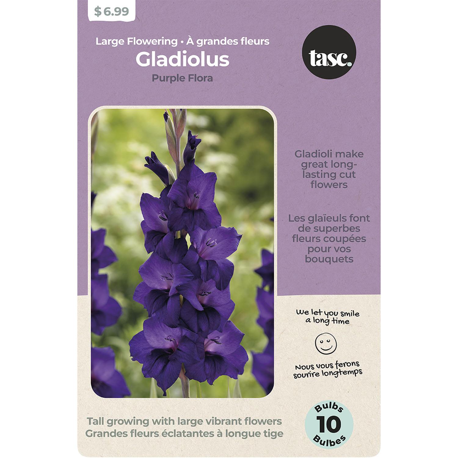 Large Flowering Gladiolus Purple Flora