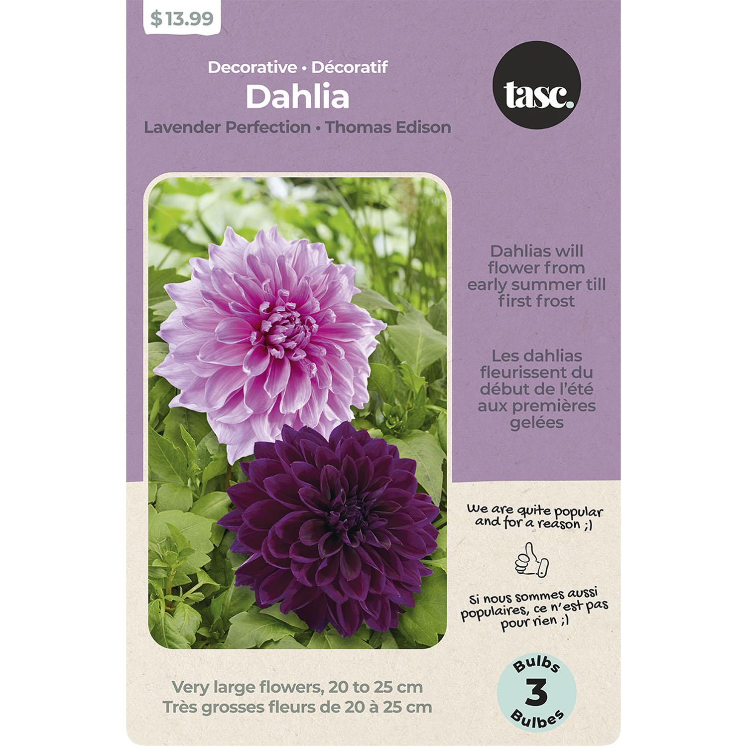 Decorative Dahlia Lavender Perfection & Thomas Edison