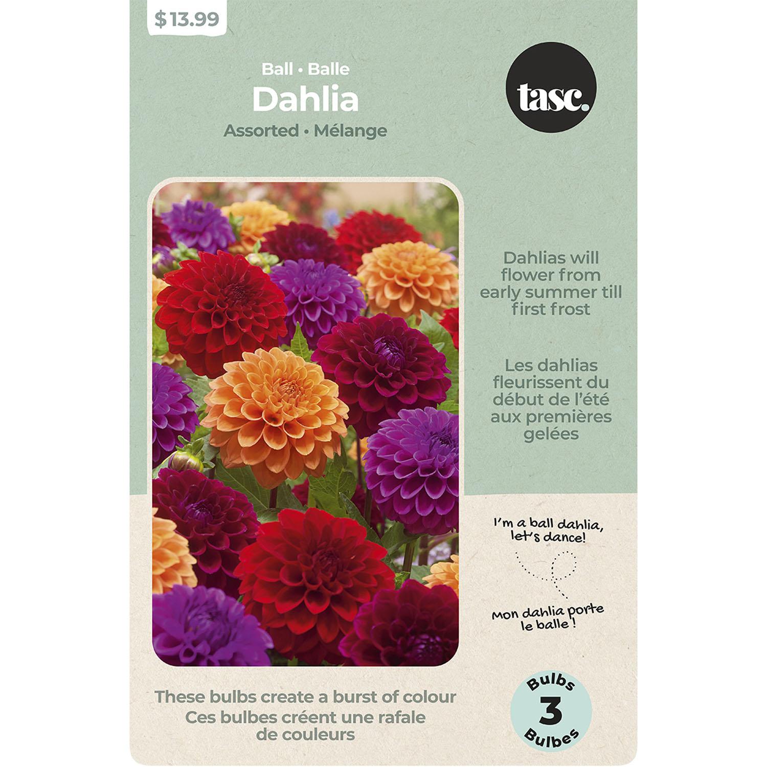 Ball Dahlia Assorted