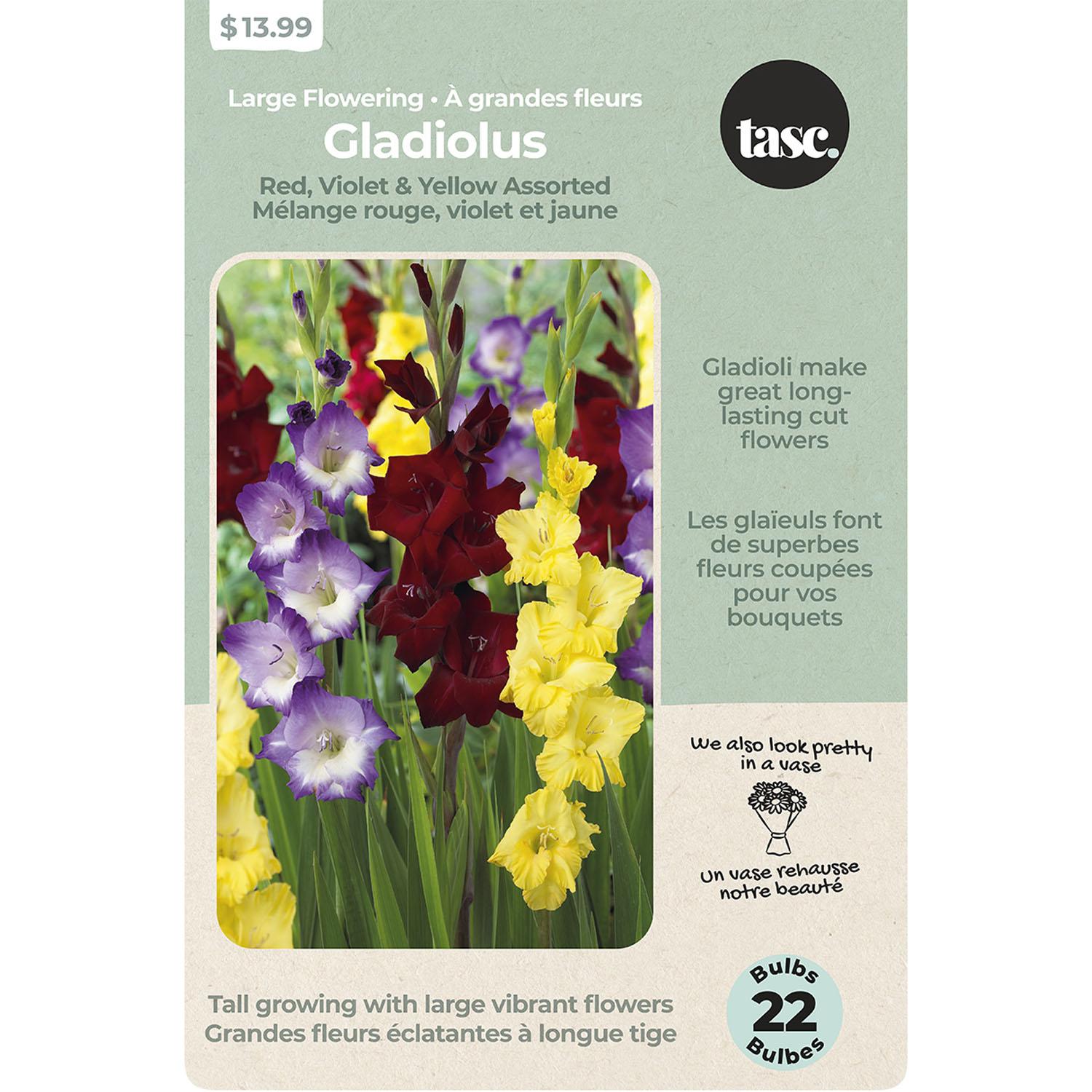 Large Flowering Gladiolus Red, Violet, Yellow Assorted