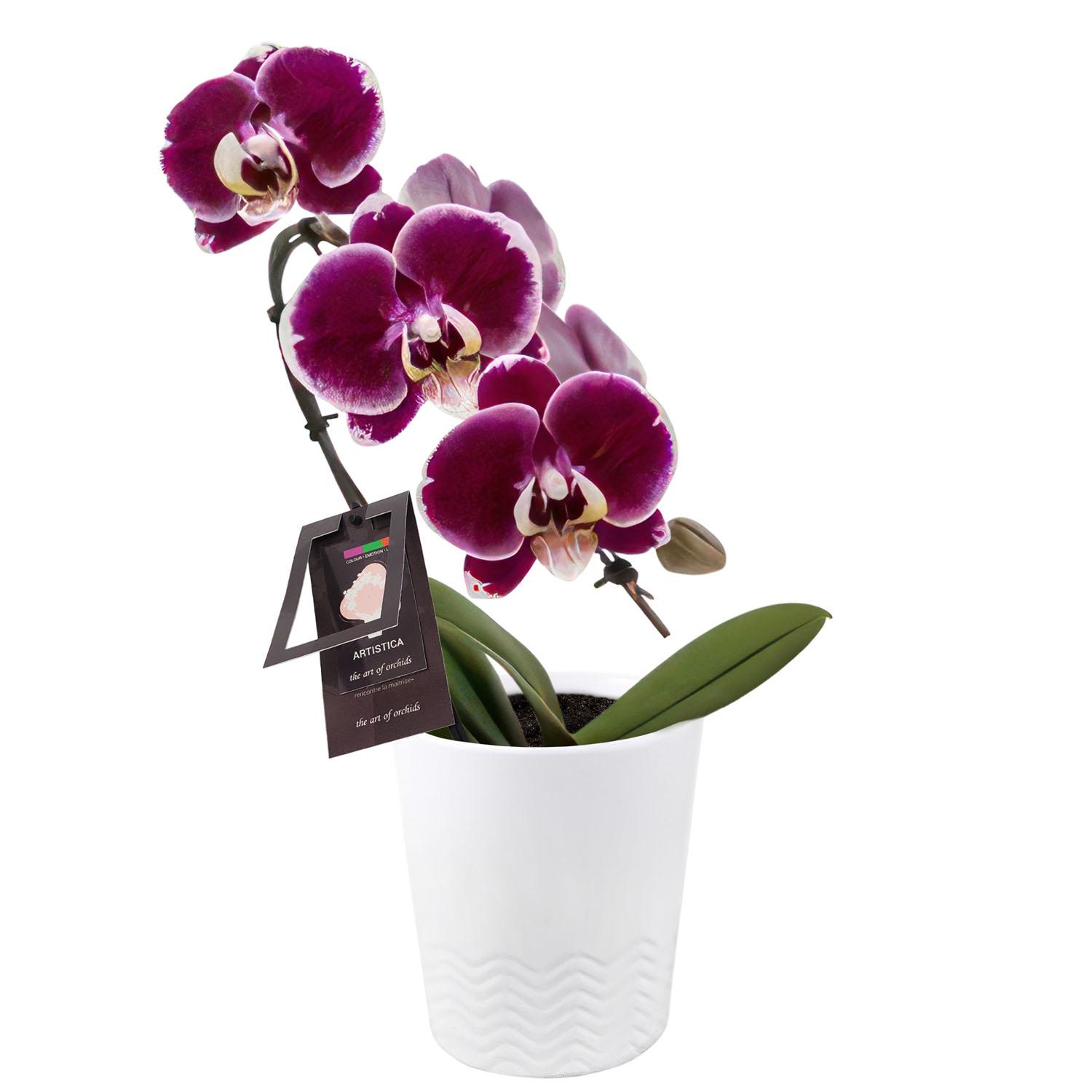 Orchidée Artistica (Petit cygne) en pot de céramique 3 po