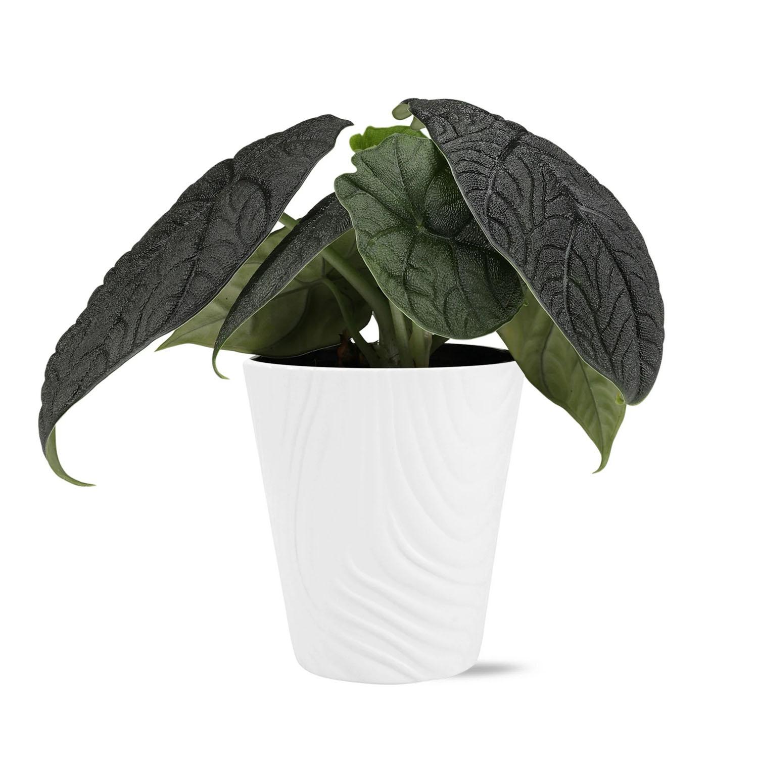 Premium Alocasia in Ceramic 5"