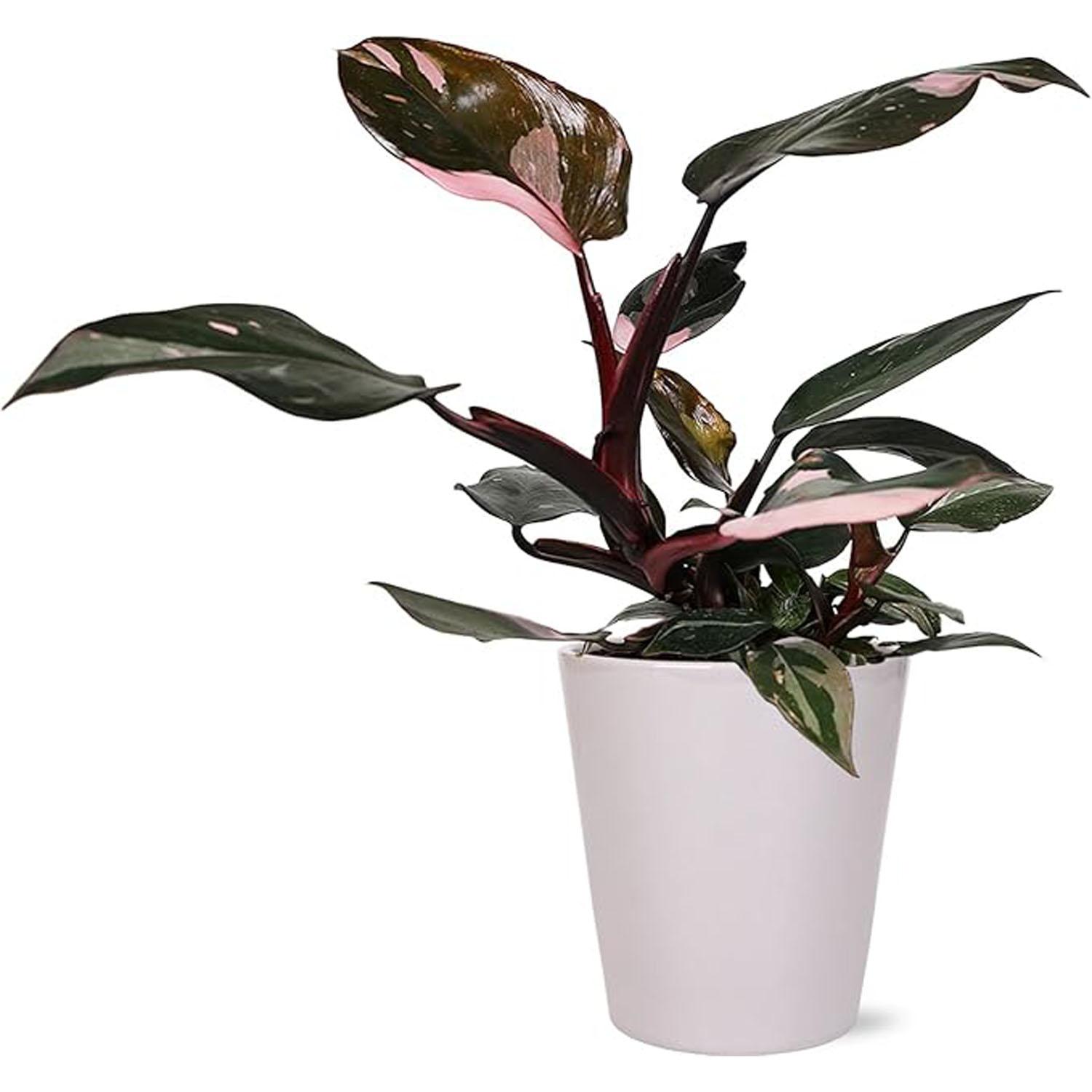 Premium Philodendron in Ceramic 5"