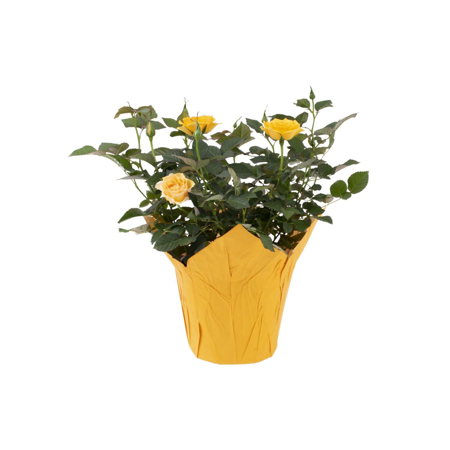Mini Rose in Pot with Cover 4"