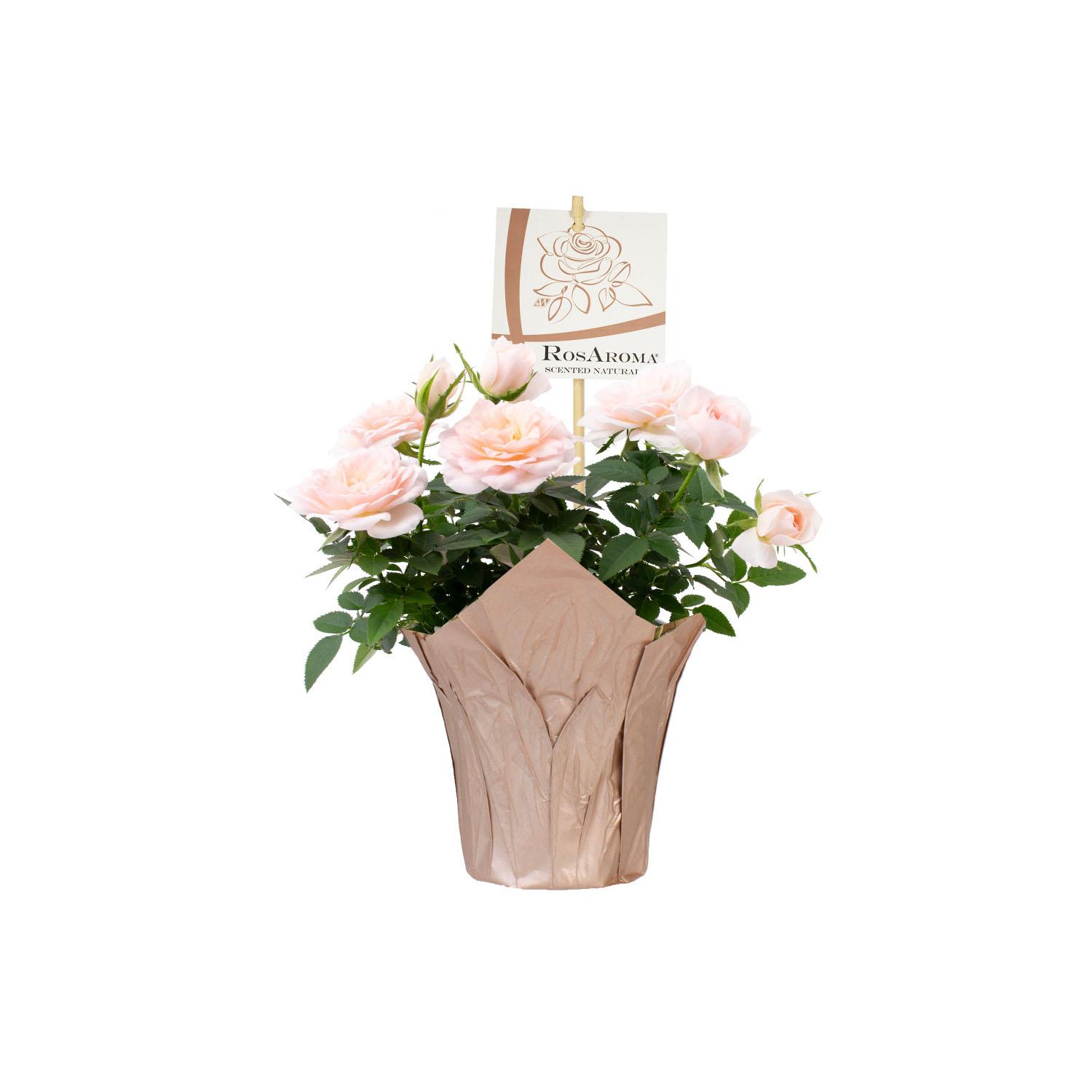 Mini Rose RosAroma in Pot with Cover 4"